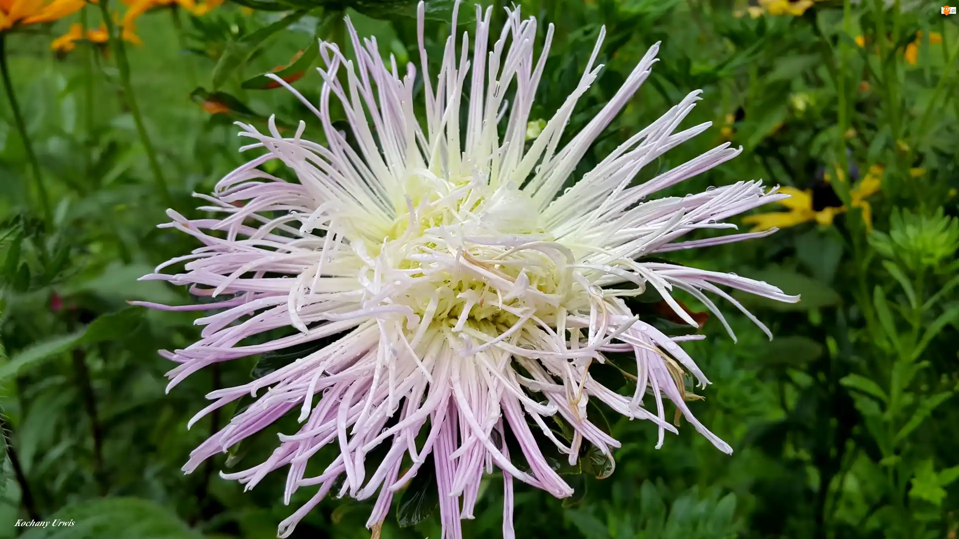 Aster, Biało, Fioletowy