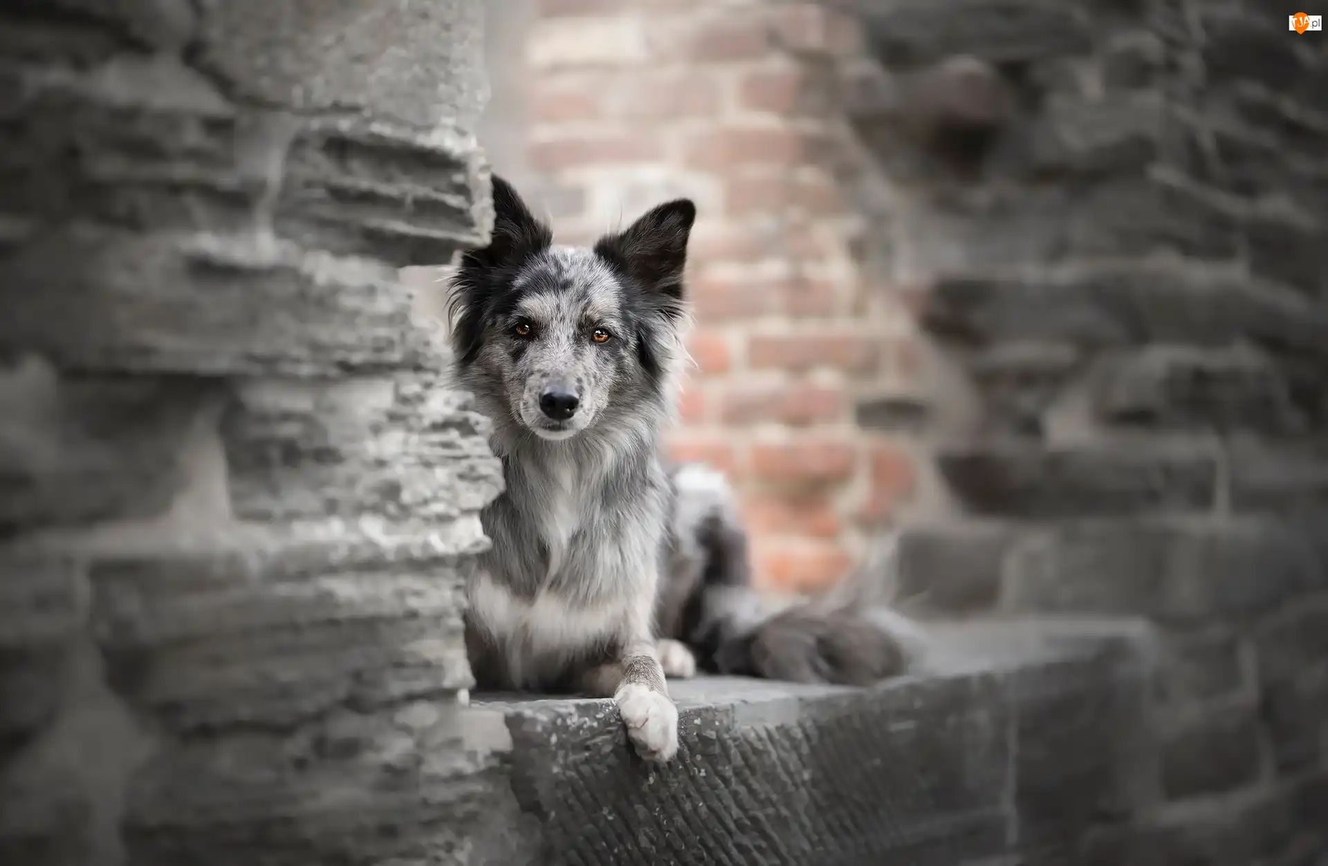 Cegły, Pies, Border collie, Mur