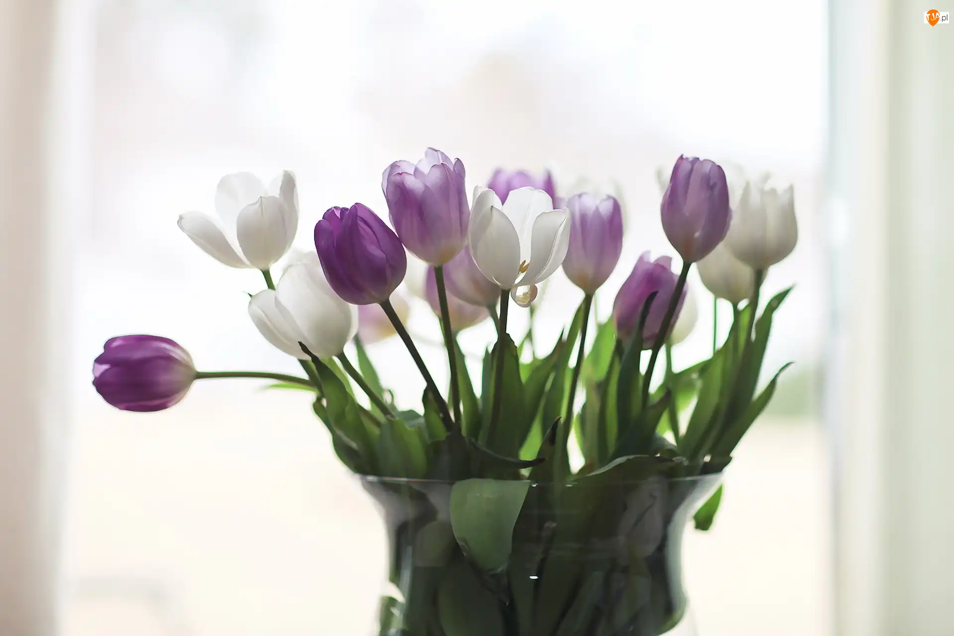Tulipany, Wazon, Fioletowe, Białe, Bukiet