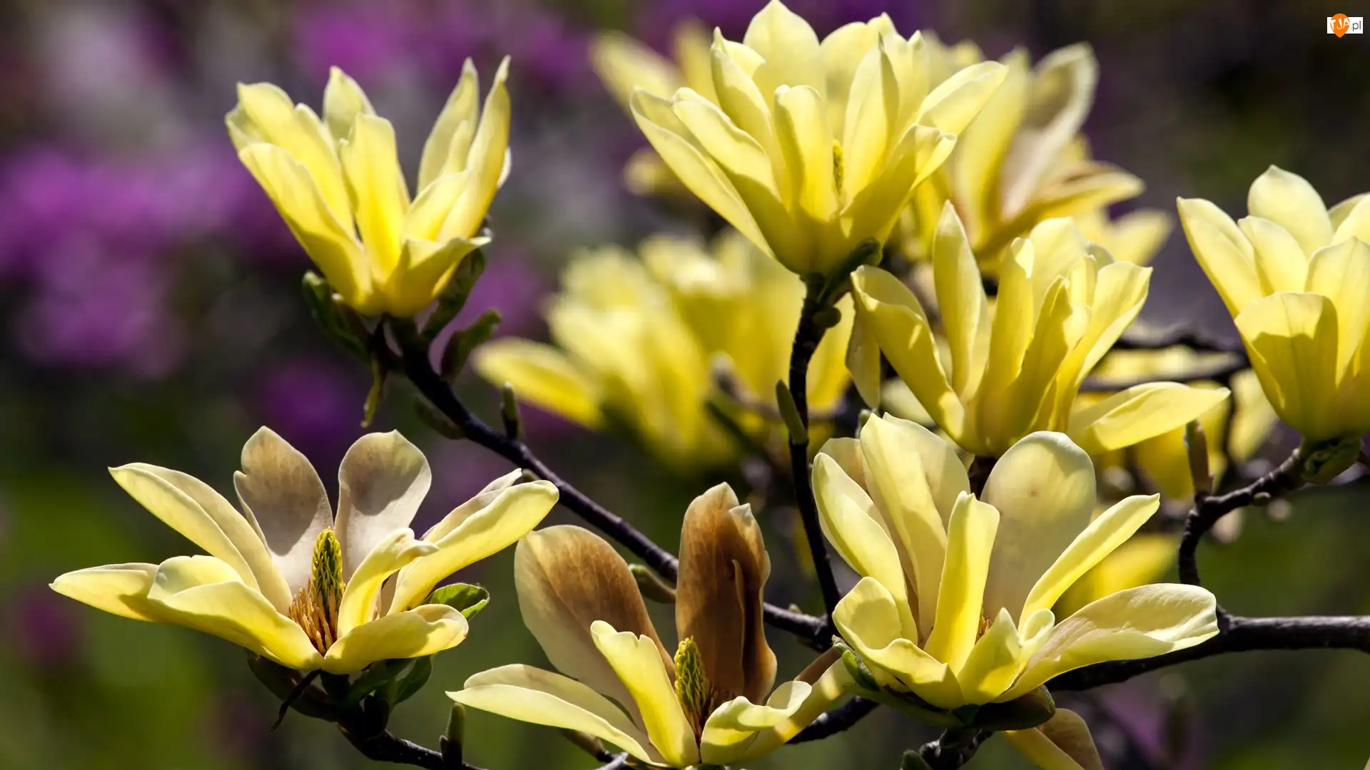 Magnolia, Żółta, Kwitnąca