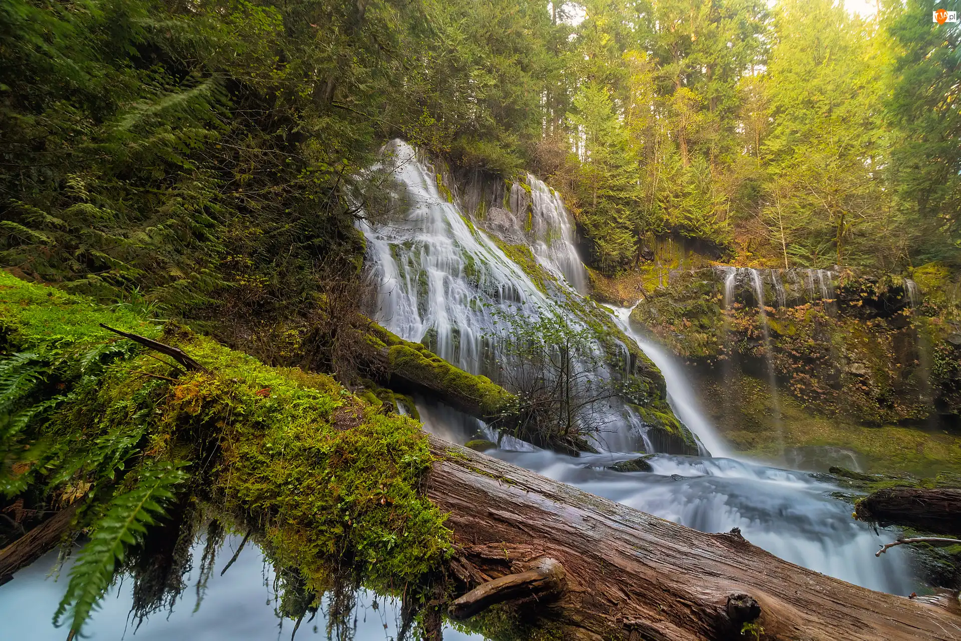 Drzewa, Stany Zjednoczone, Las państwowy Chattahoochee, Wodospad Panther Creek Falls, Stan Waszyngton