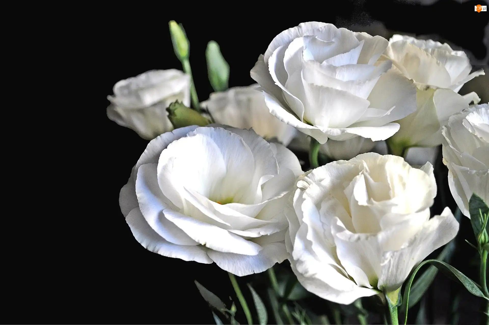Kwiaty, Eustoma, Białe