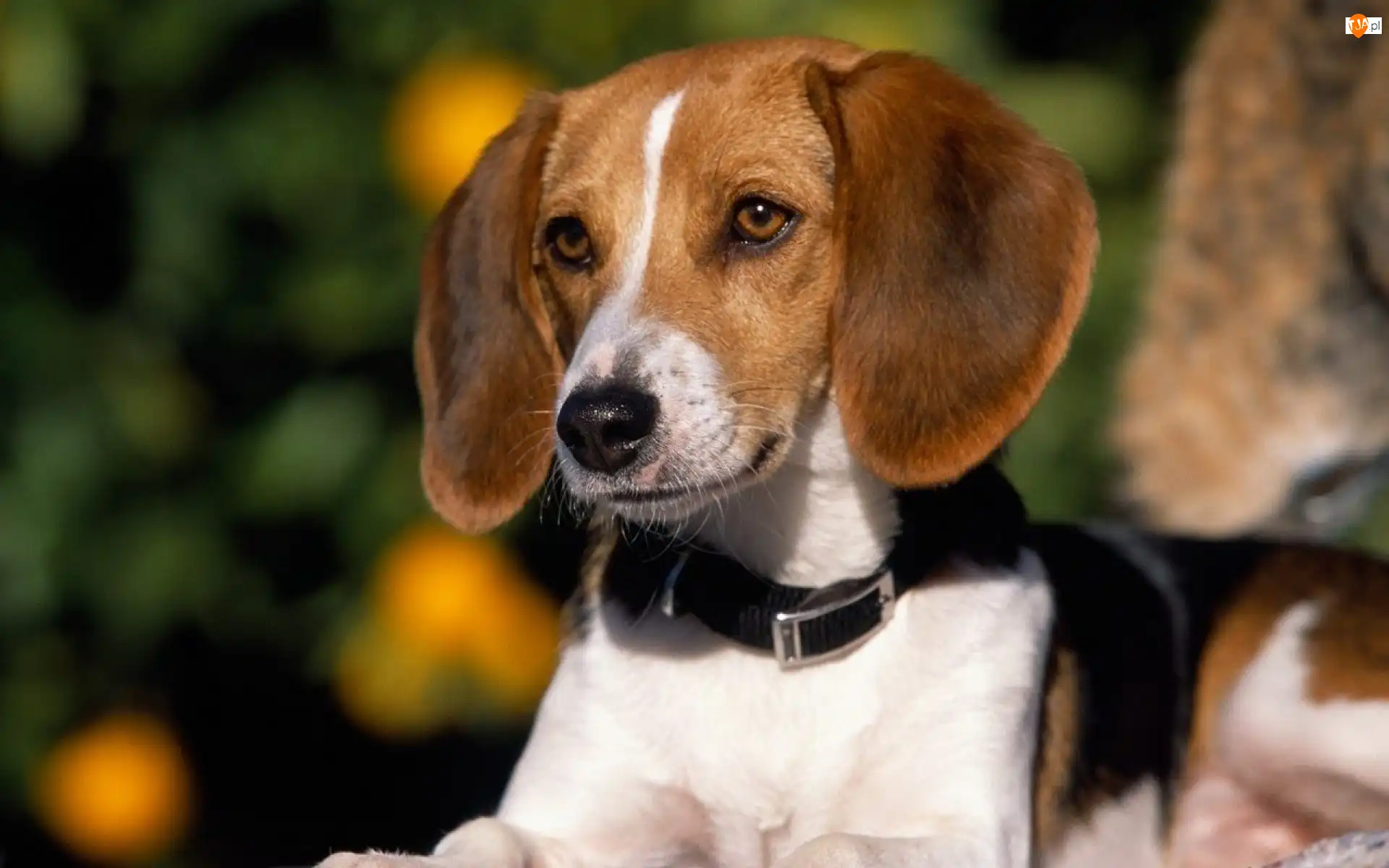 Obroża, Foxhound Amerykański
