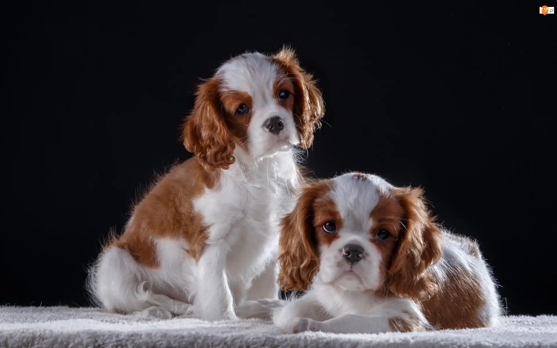 Cavalier King Charles spaniele, Dwa, Szczeniaki