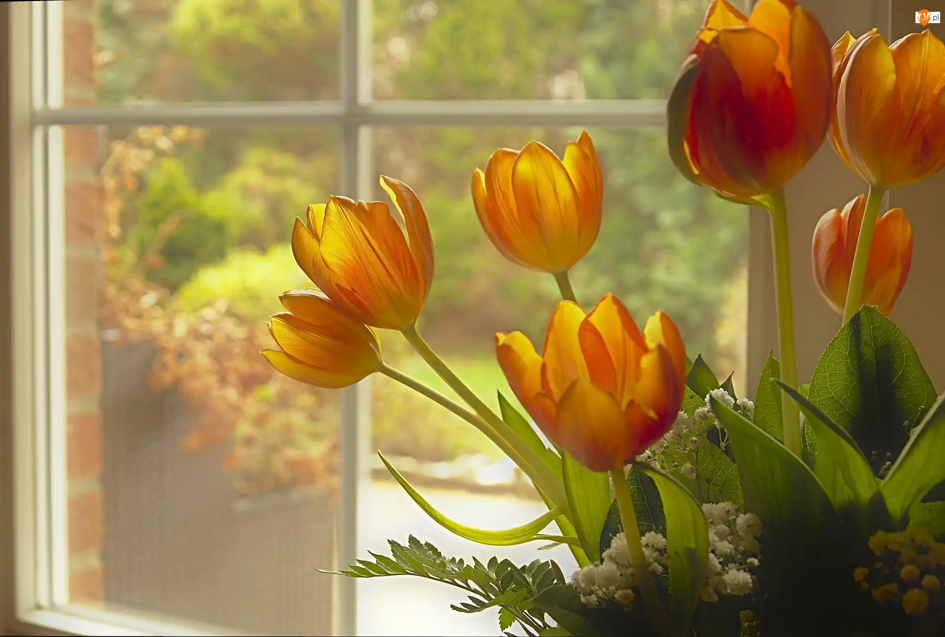 Okno, Kwiaty, Tulipany