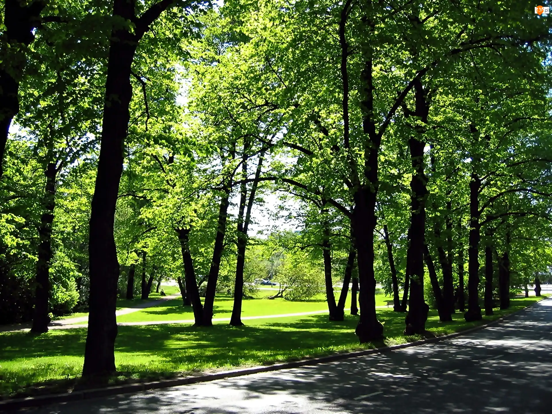 Alejki, Park, Przebijające, Cienie, Ulica, Światło