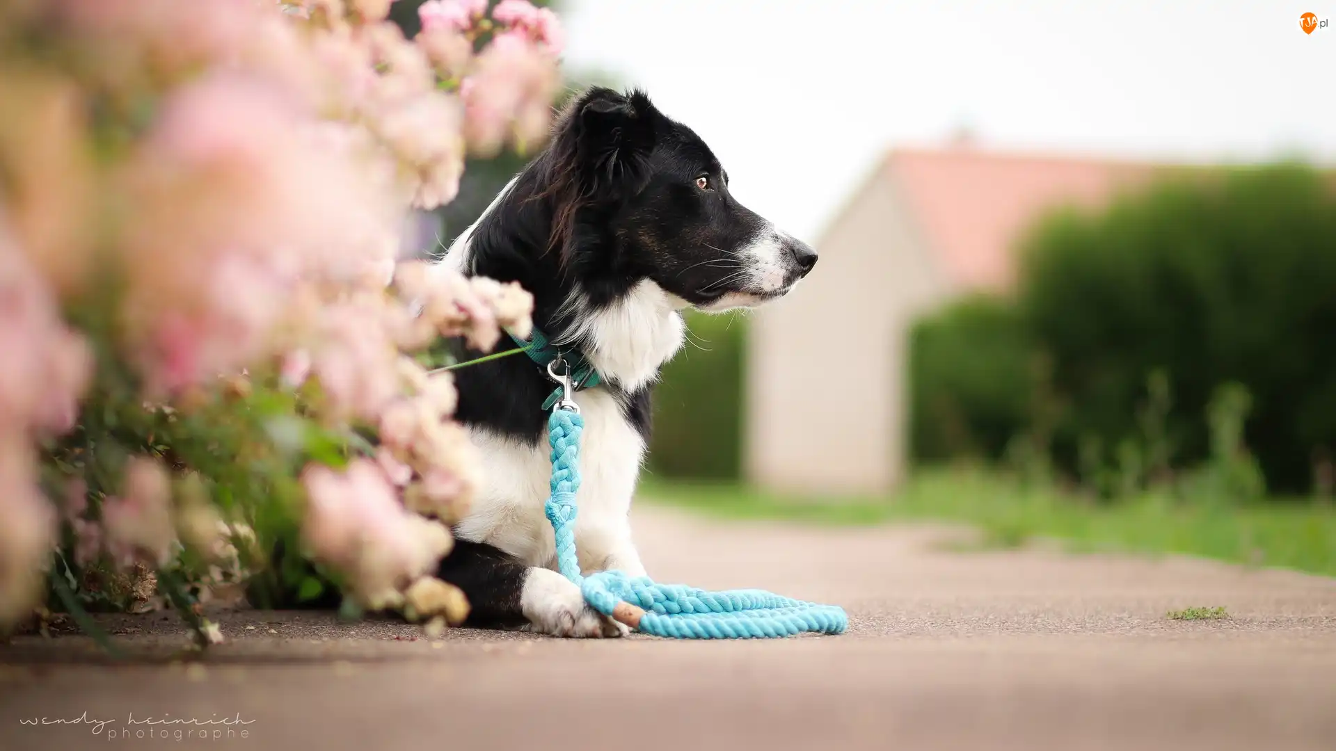 Smycz, Droga, Border collie, Pies, Kwiaty