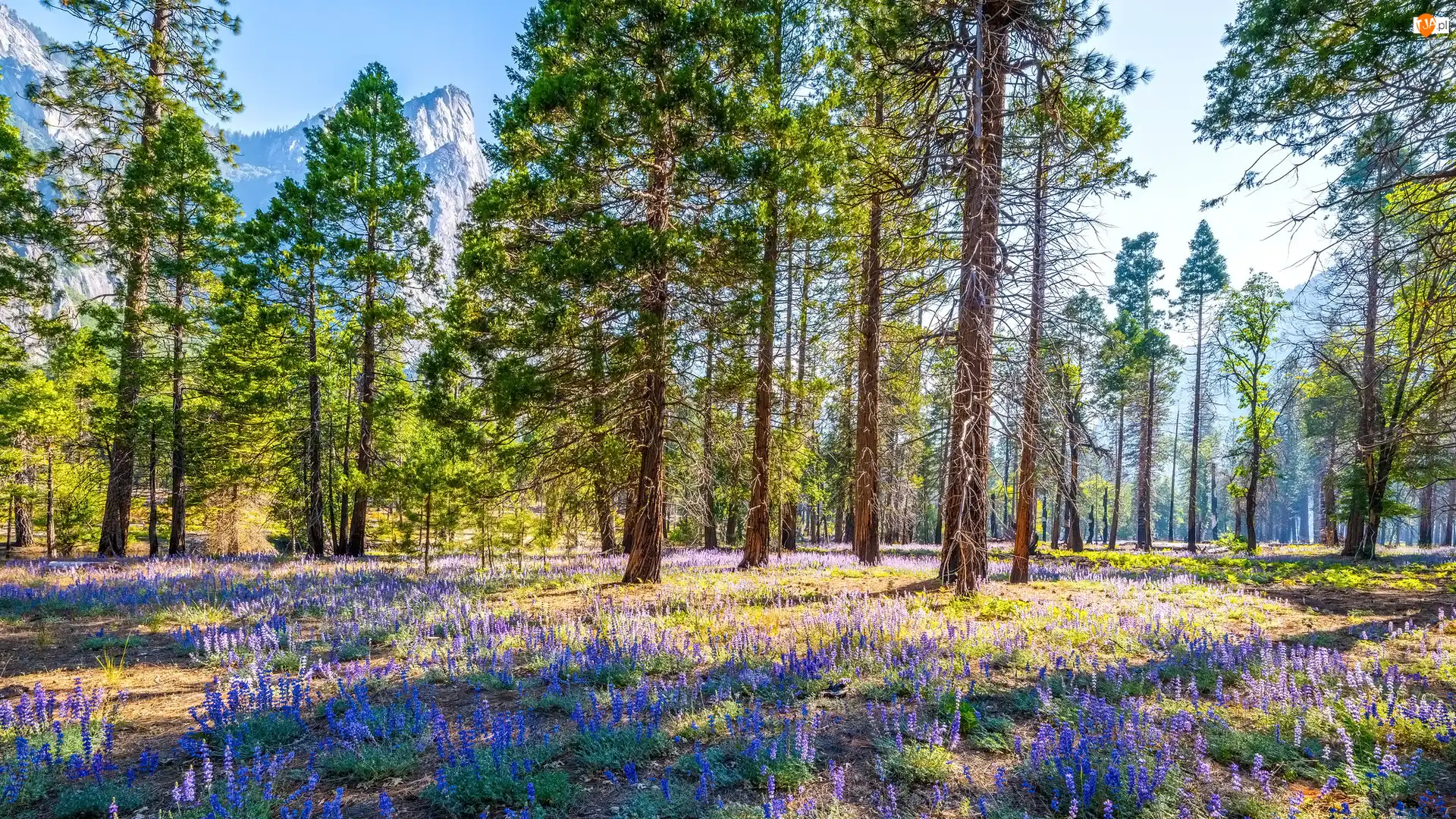 Łubin, Drzewa, Stany Zjednoczone, Kwiaty, Kalifornia, Park Narodowy Yosemite, Góry