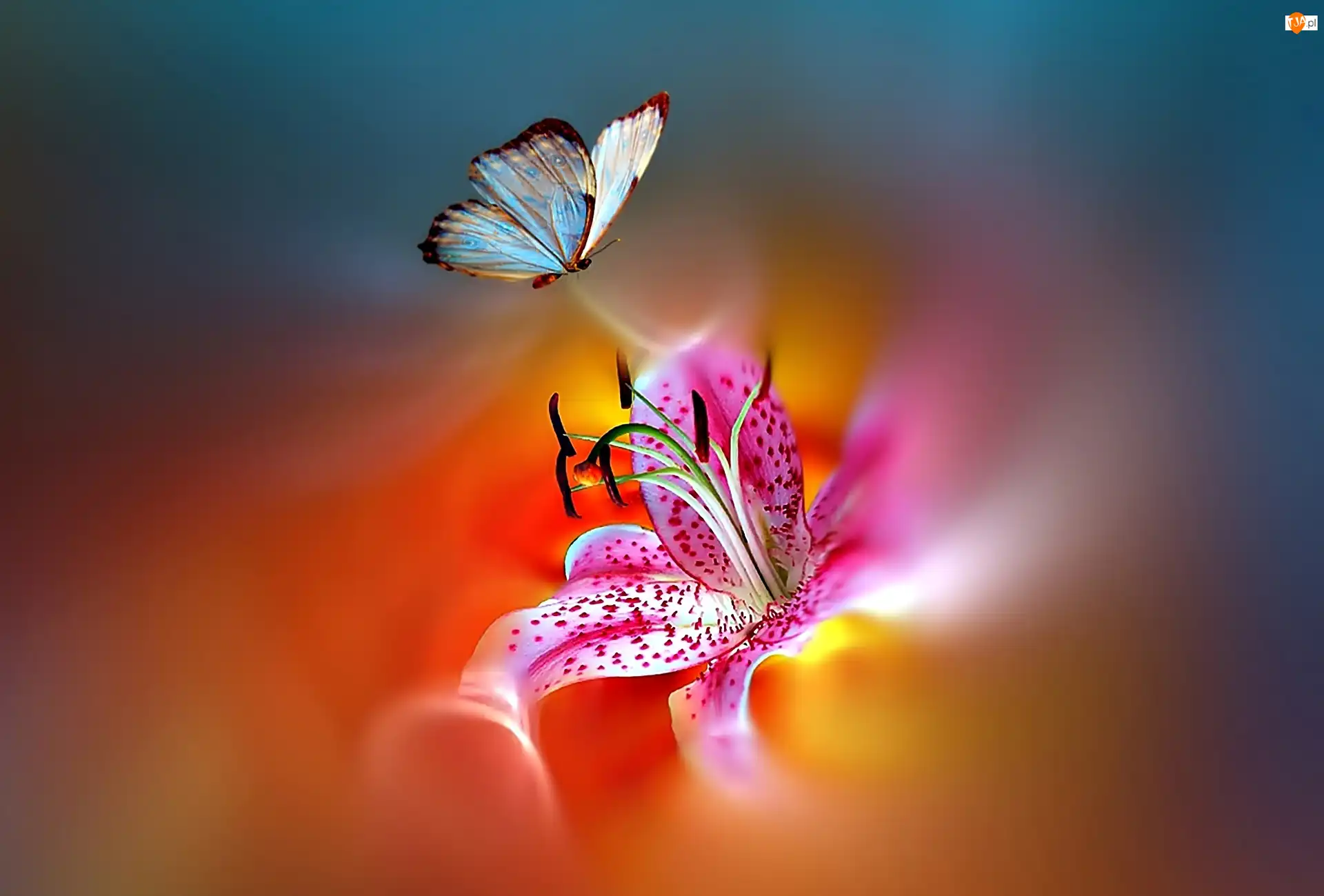 Motyl, Lilia Tygrysia