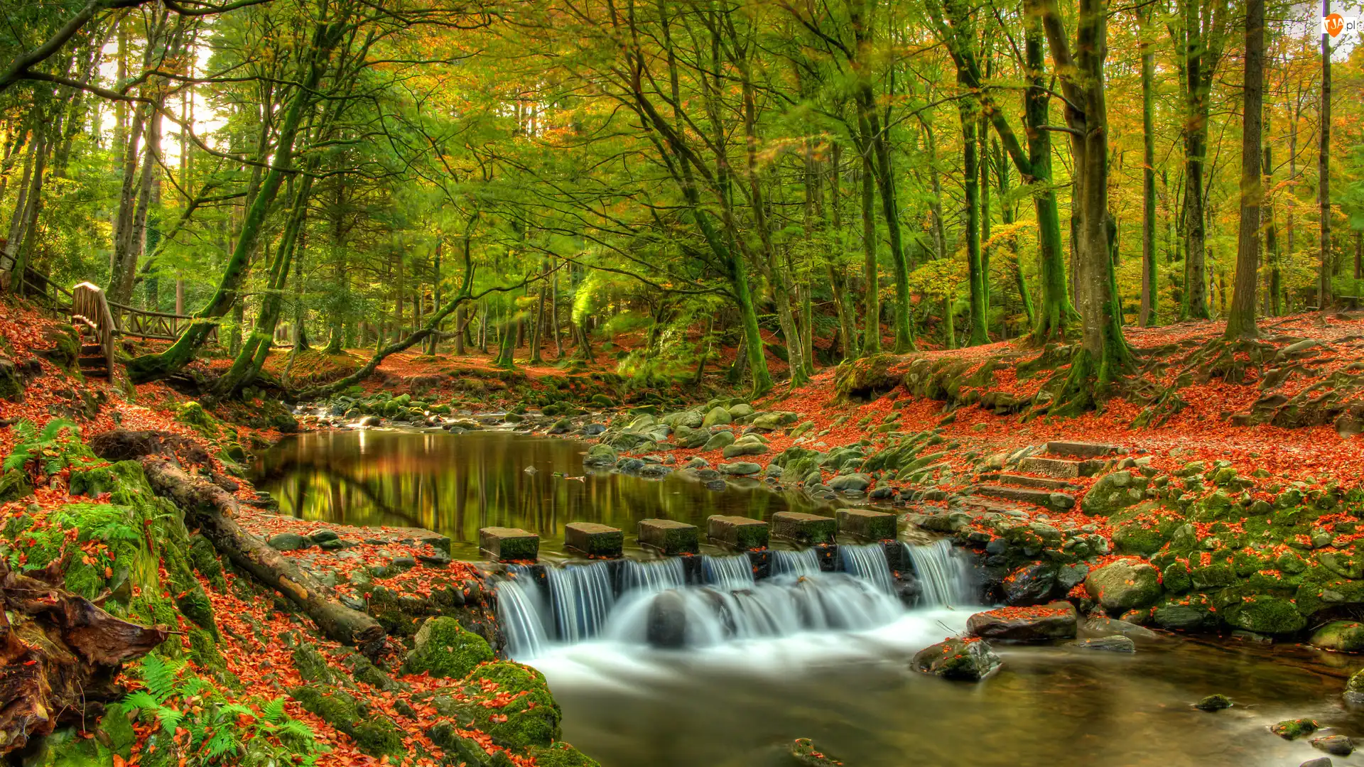 Las, Park Tollymore Forest Park, Irlandia Północna, Jesień, Hrabstwo Down, Rzeka Shimne River, Drzewa