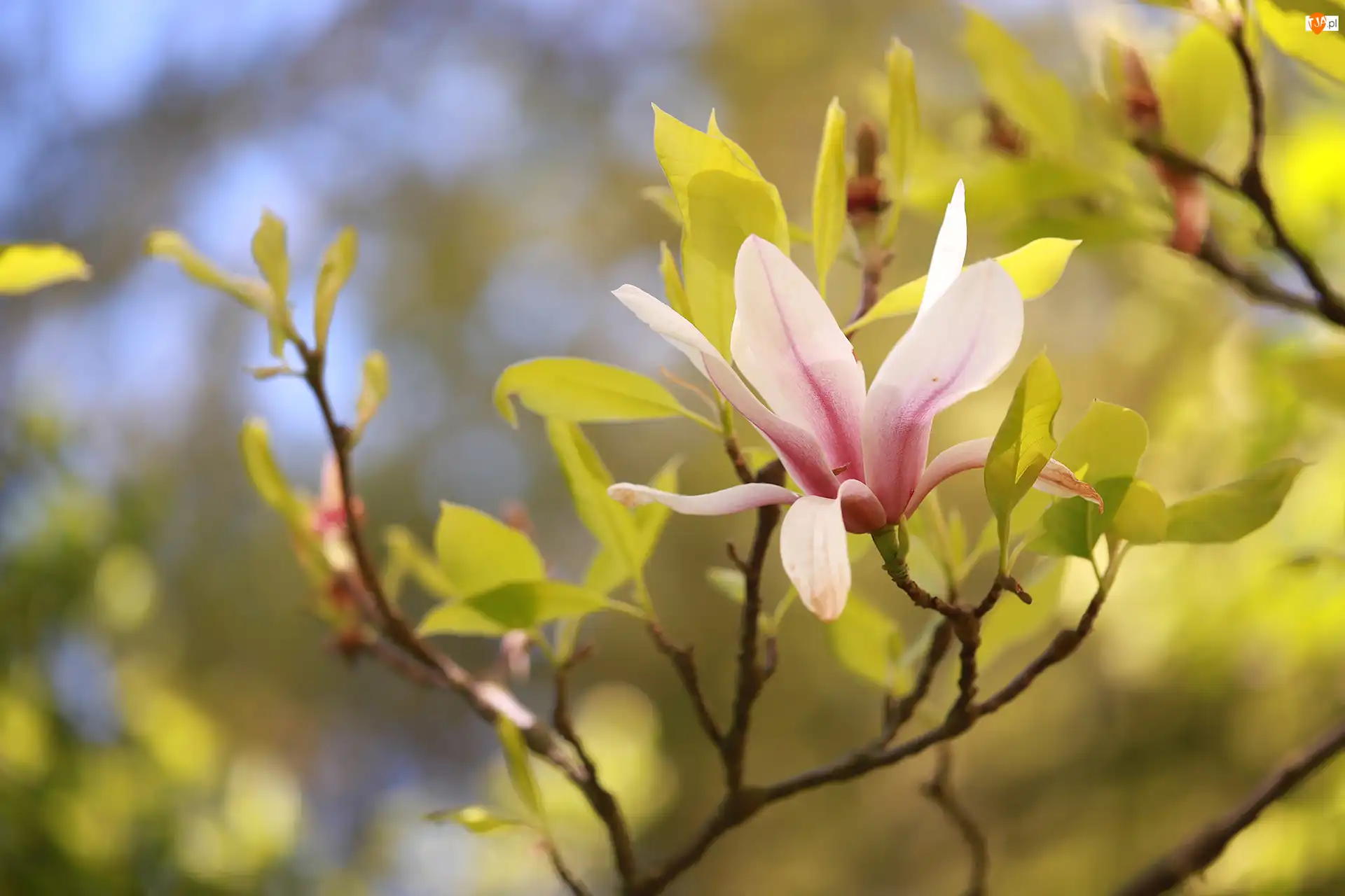 Kwiat, Gałązki, Magnolia, Różowa, Krzew