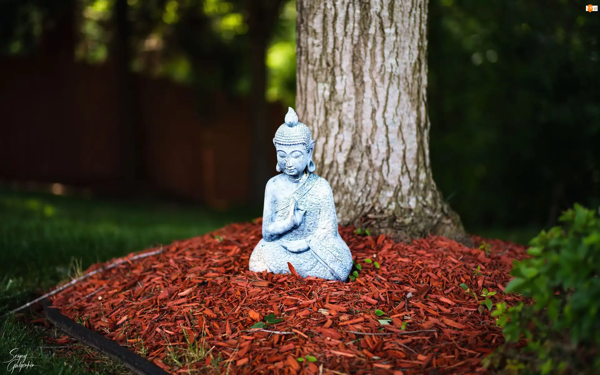 Dekoracja, Budda, Posążek, Drzewo