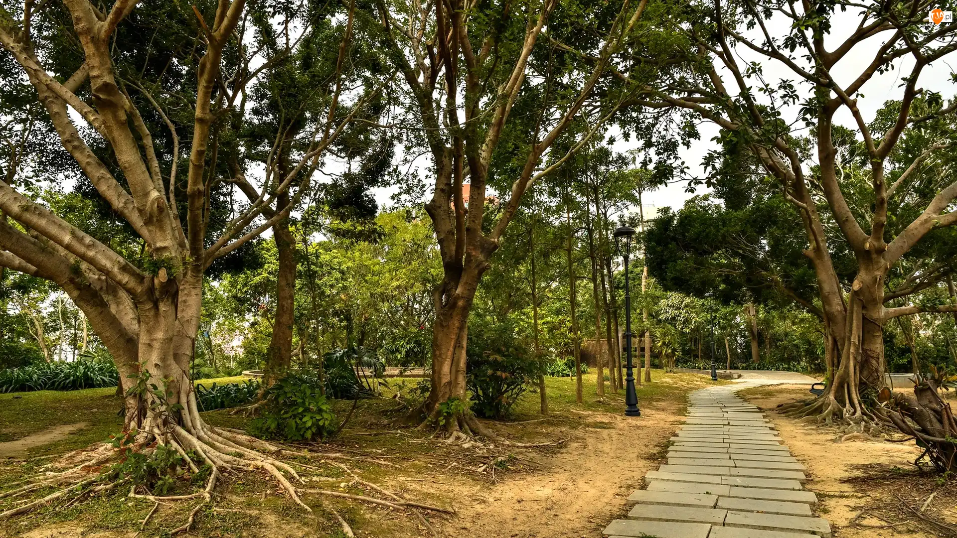 Ścieżka, Park, Rozłożyste, Drzewa
