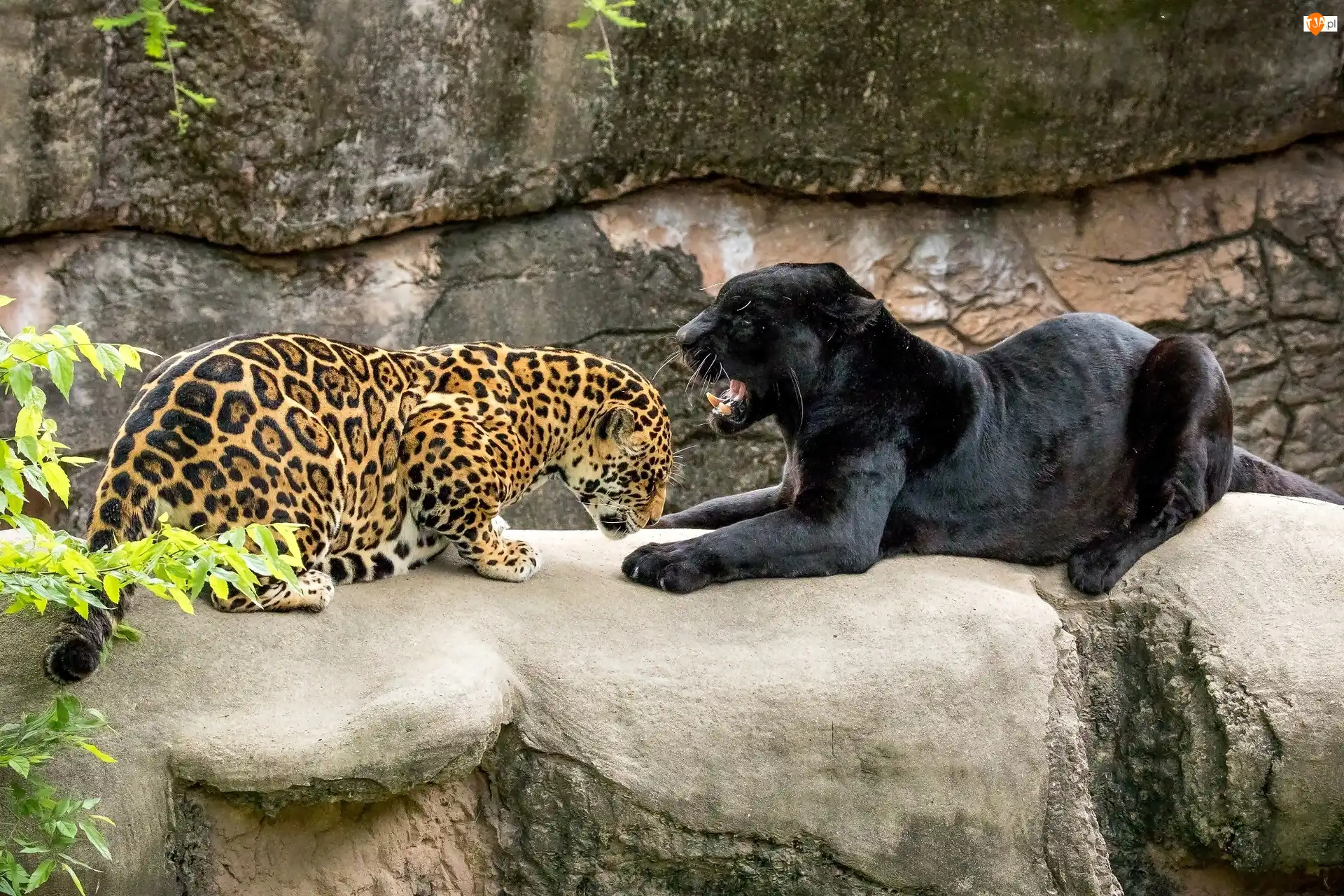 Skały, Jaguar, Pantera