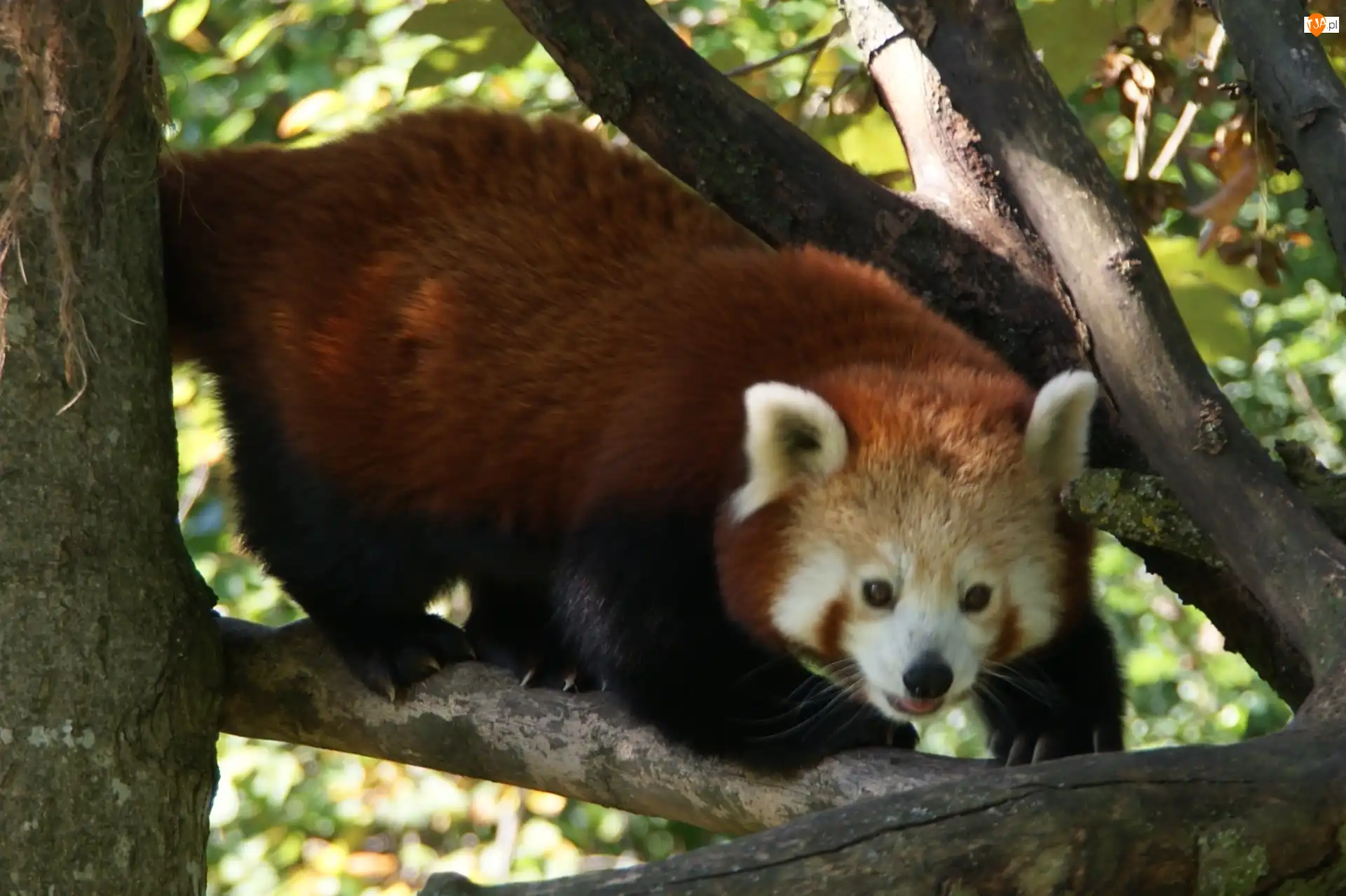 Pandka ruda, Panda, Czerwona, Konary