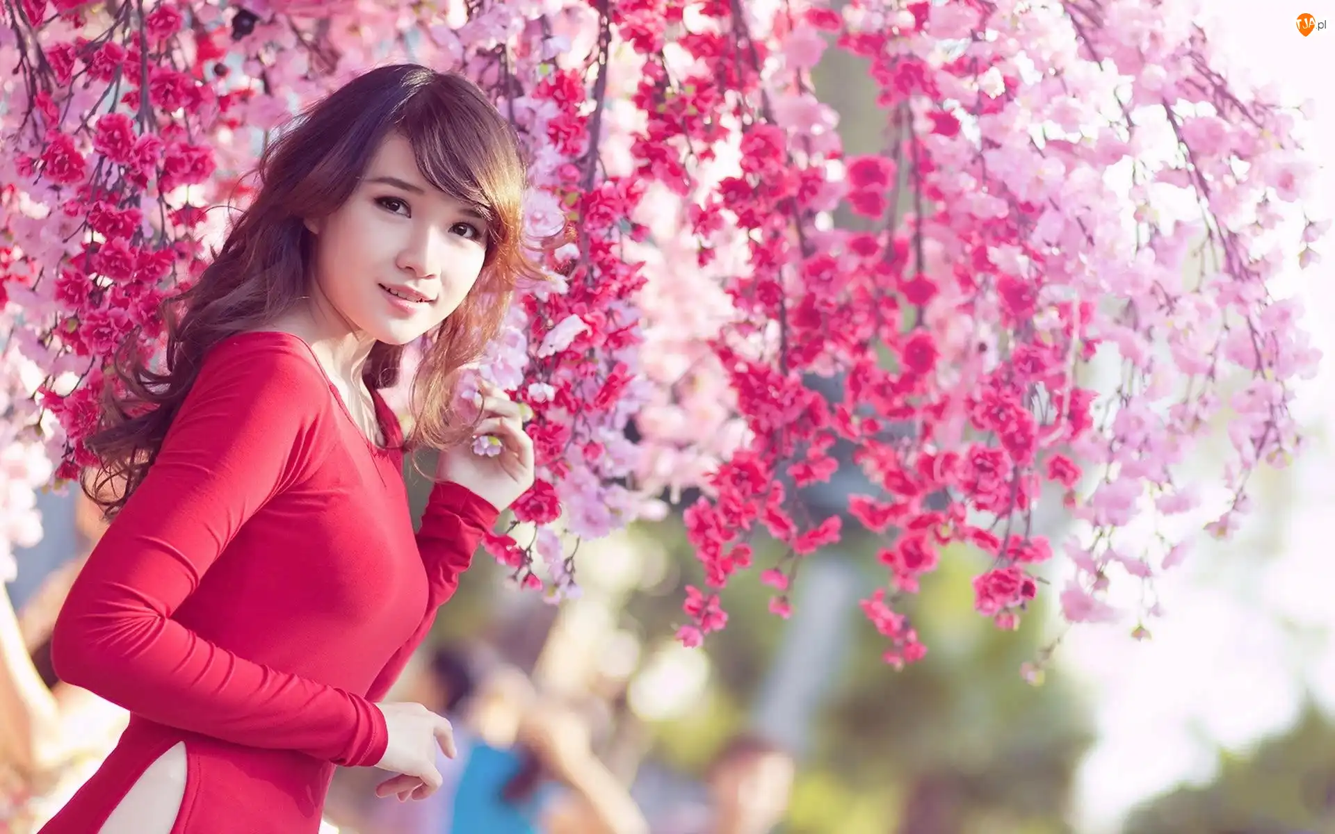 Kwitnące, Ogród, Japoneczka, Uśmiechnięta, Drzewo