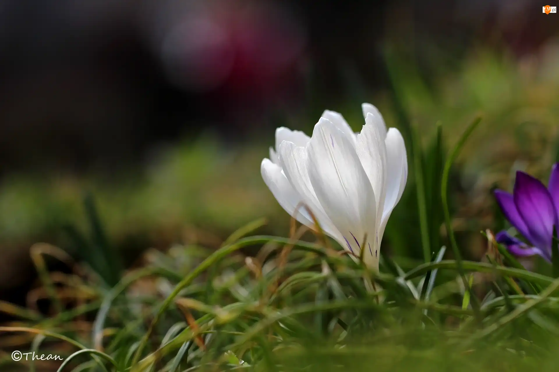 Kwiat, Biały, Krokus