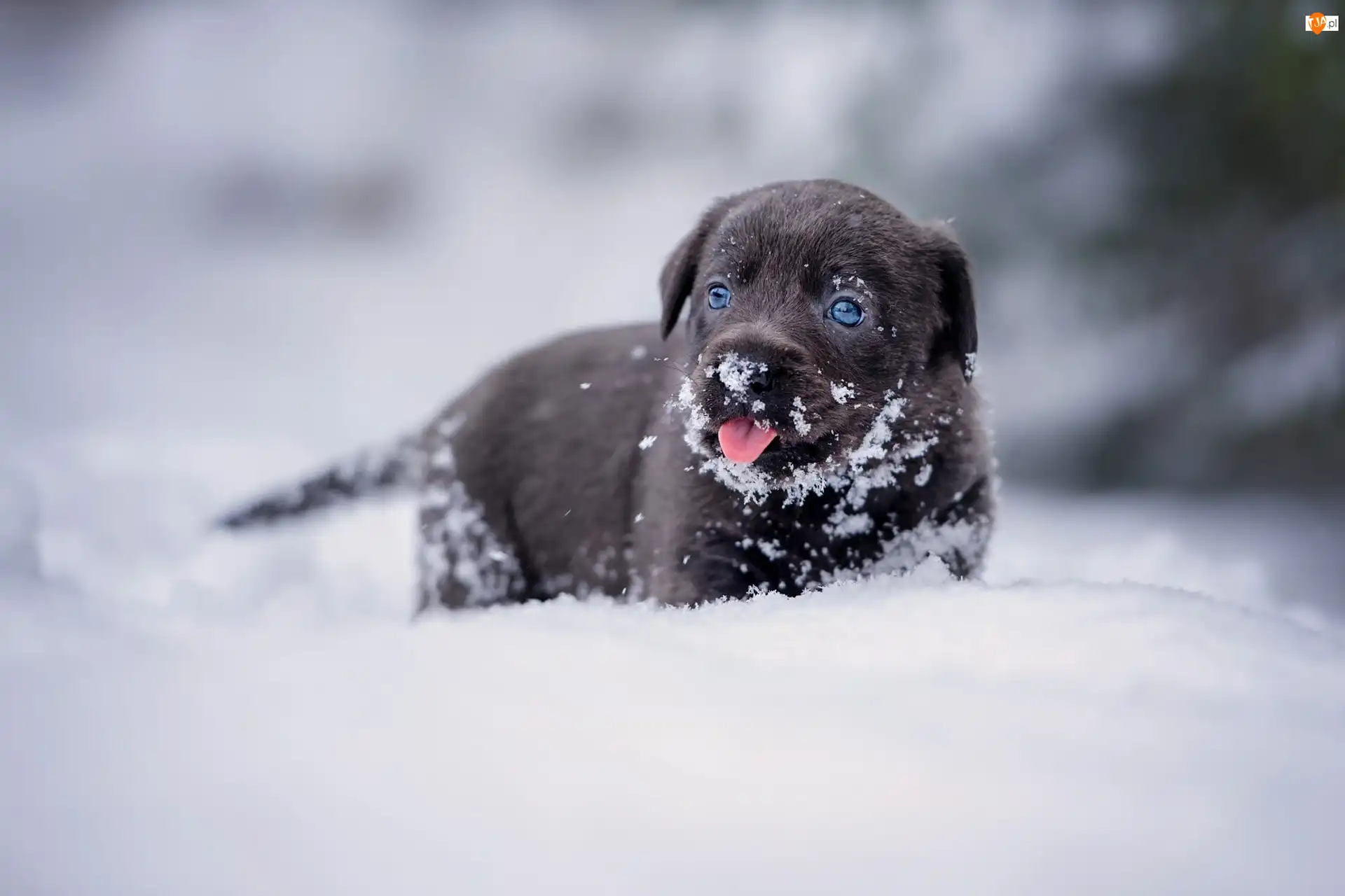 Labrador retriever, Śnieg, Szczeniak, Pies, Zima