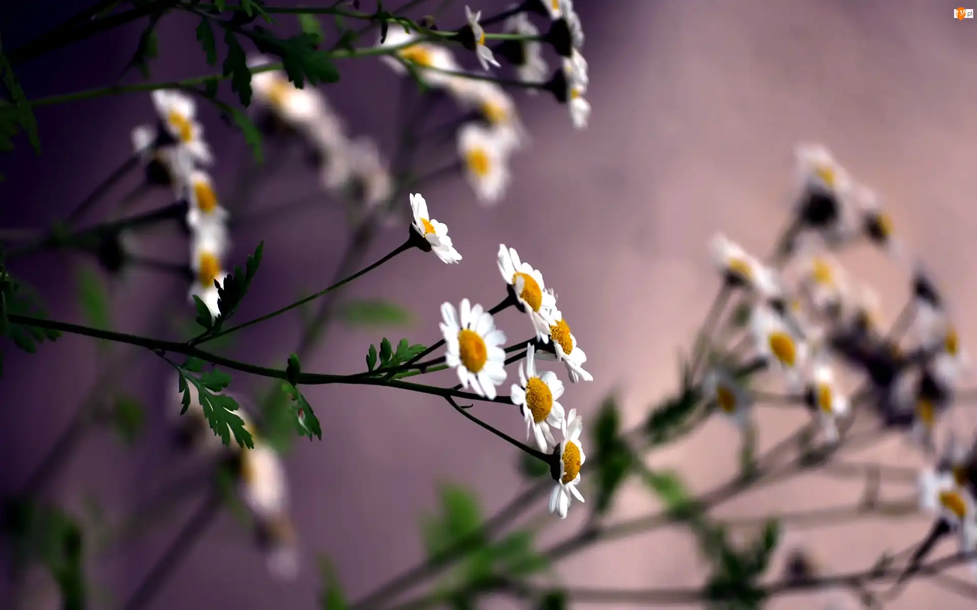 Makro, Kwiaty, Rumianku