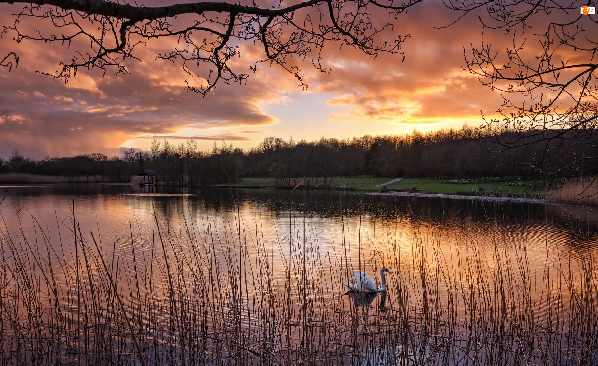 Staw, Łabędź, Chmury, Park, Zachód słońca, Drzewa, Trzciny