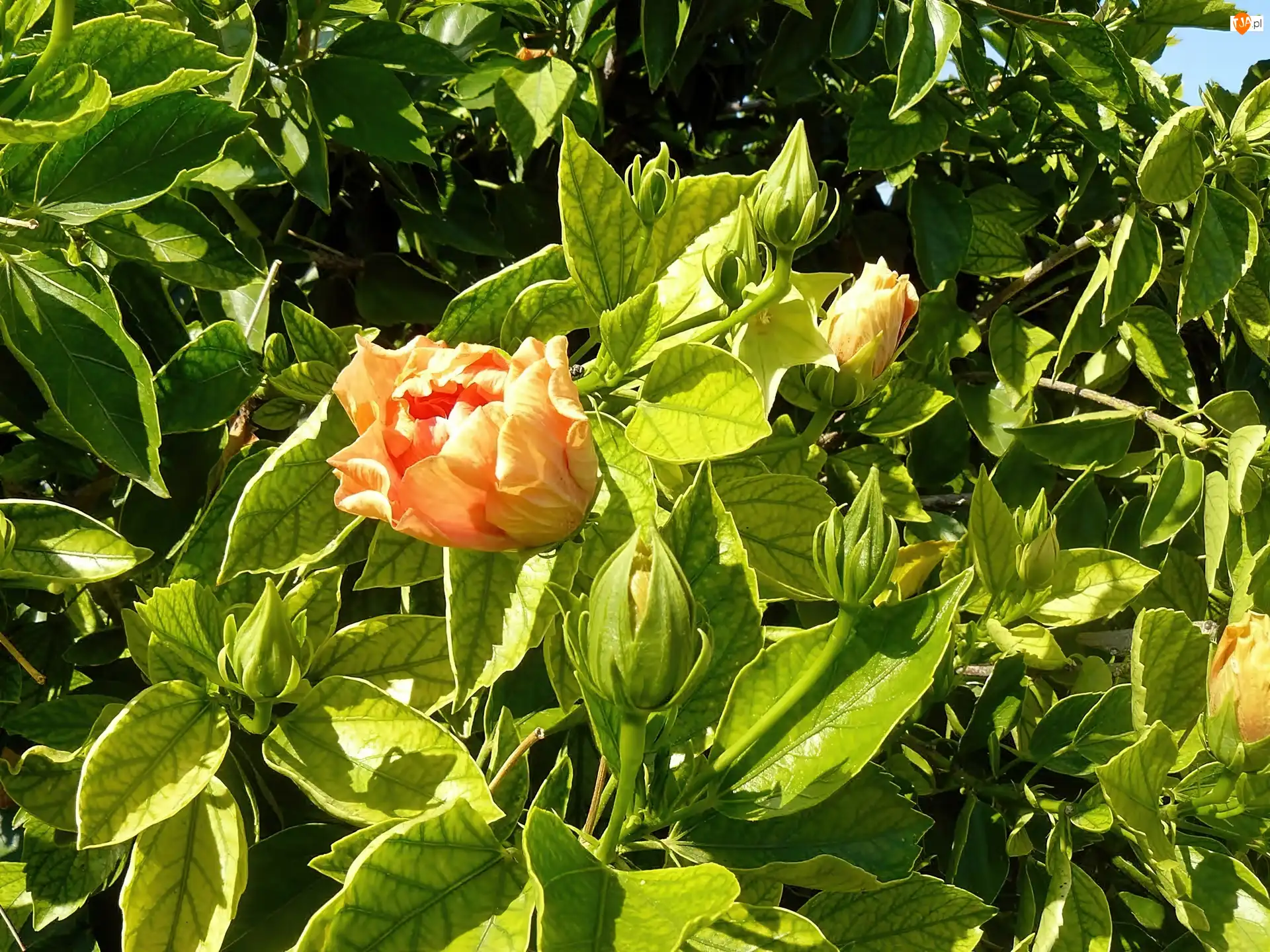 Cień, Hibiskus, Pełny, Światło