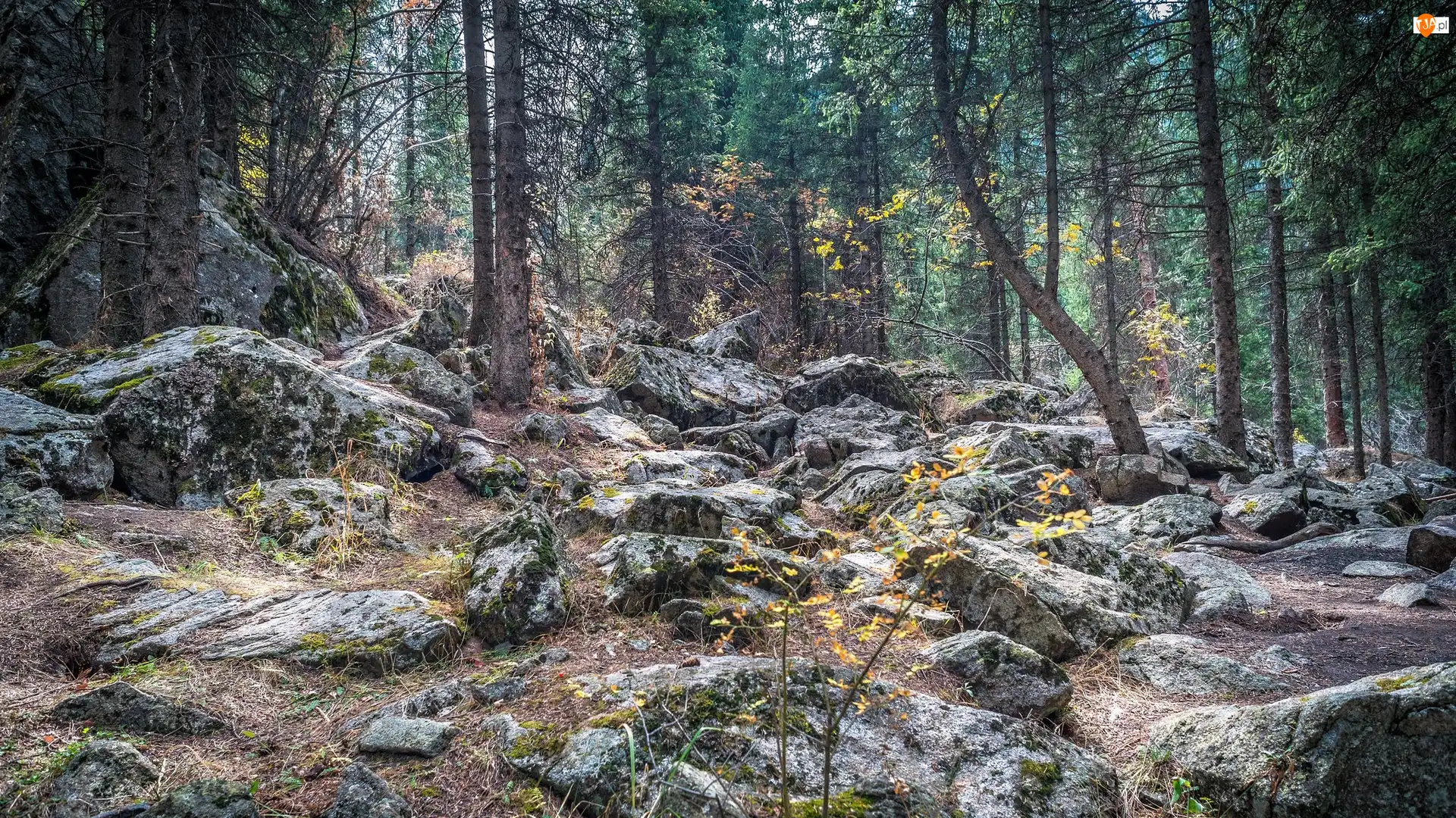 Głazy, Las, Kamienie