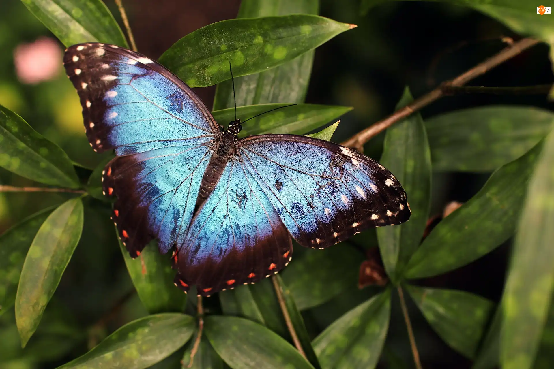 Liście, Niebiesko-czarny, Motyl, Morpho peleides
