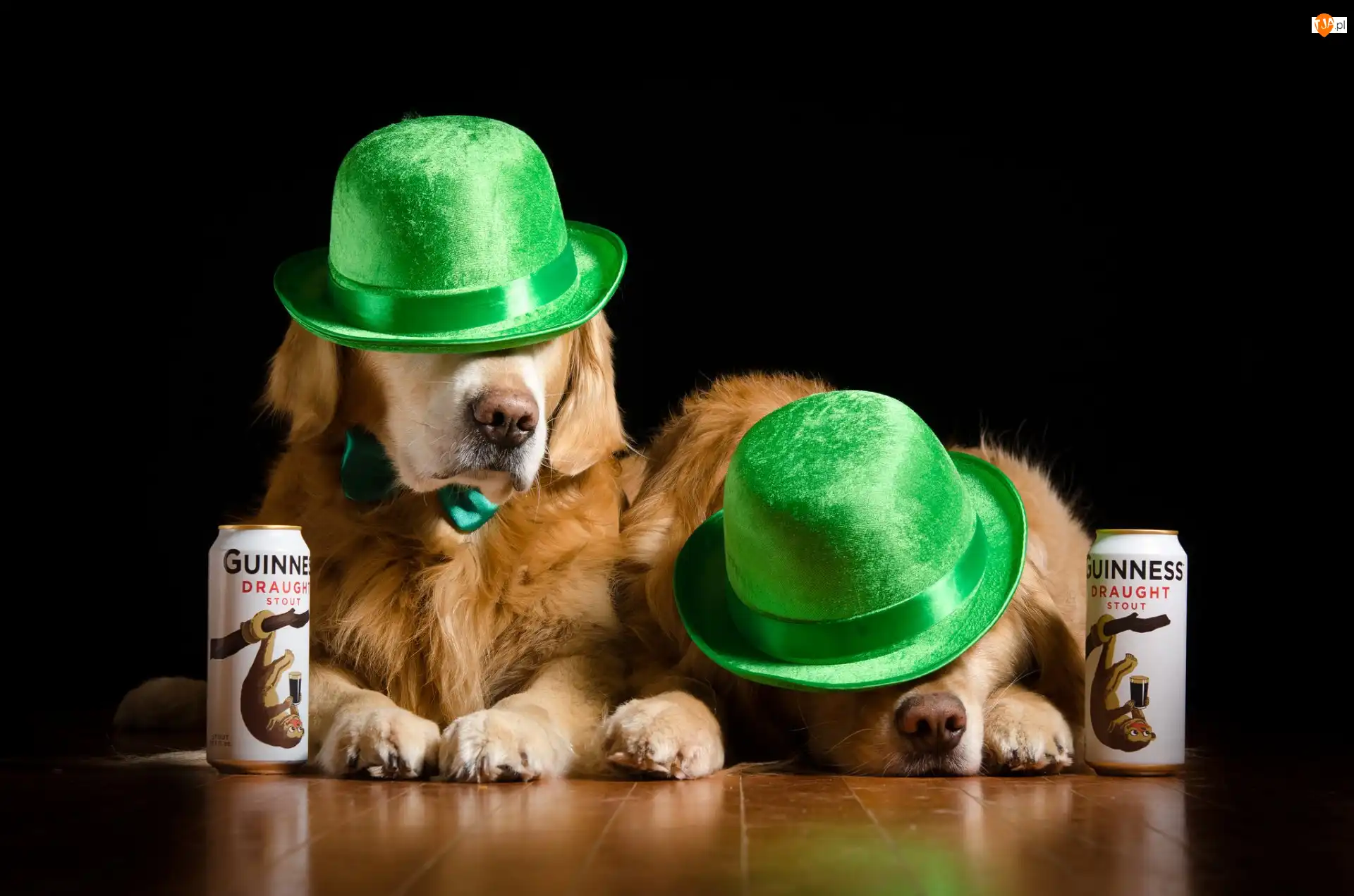 Golden retriever, Zielone, Czarne tło, Psy, Piwo, Puszki, Kapelusze