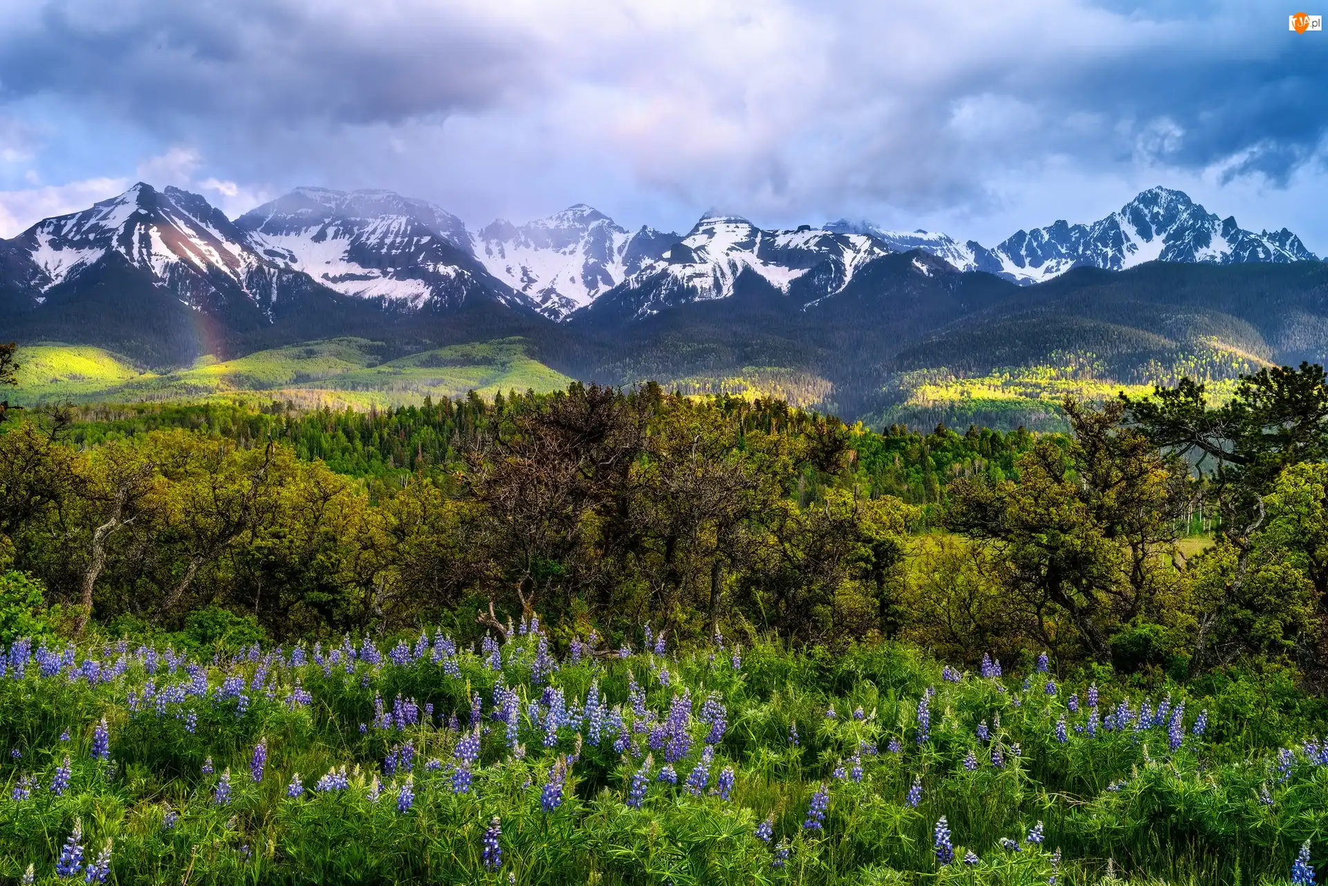 Stany Zjednoczone, Stormy Sneffels, Chmury, Pasmo, Kwiaty, Łąka, Drzewa, Łubin, Góry, Kolorado
