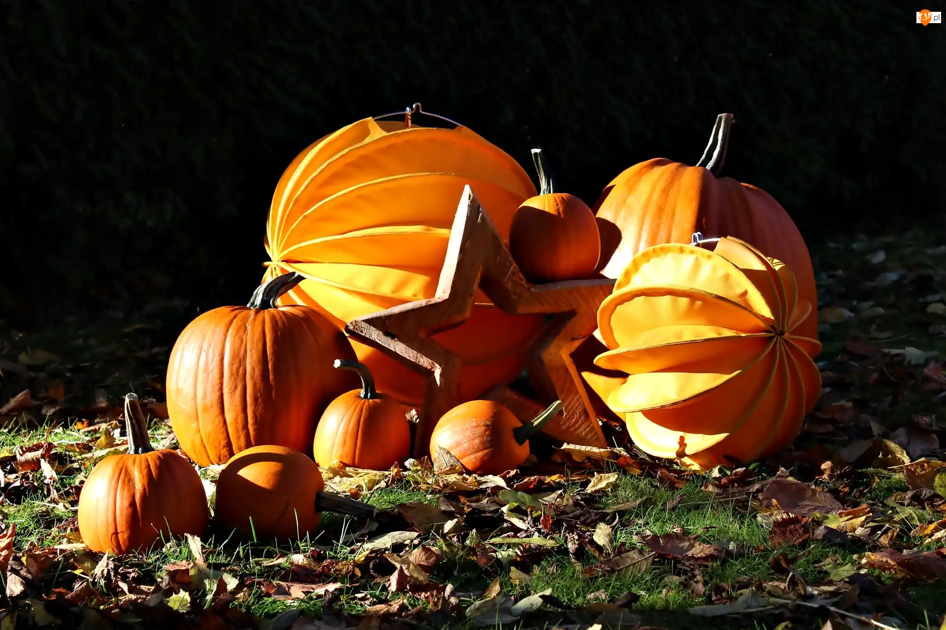 Gwiazda, Halloween, Dynie, Liście