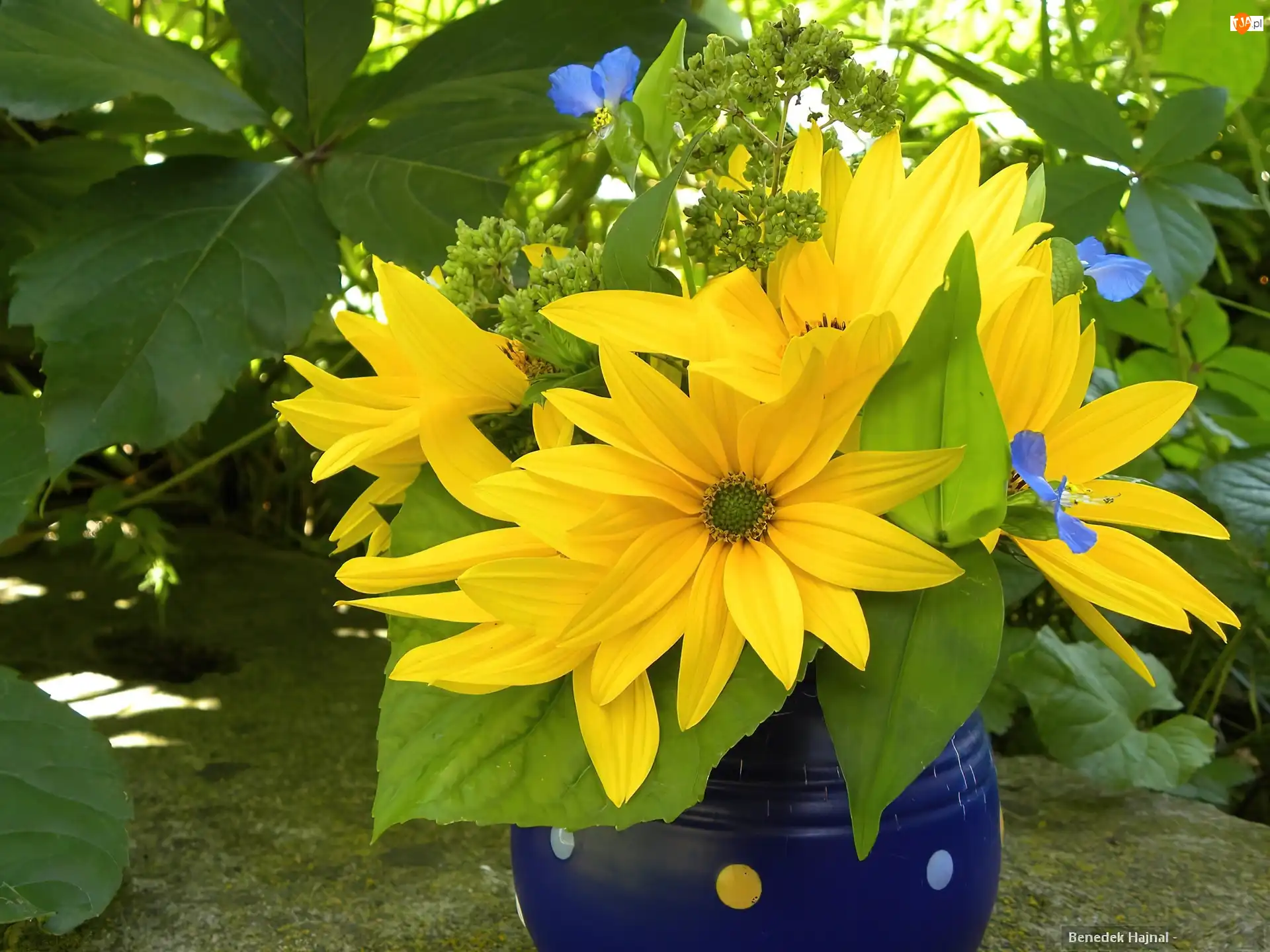 Kwiaty, Rudbekia, Błyskotliwa