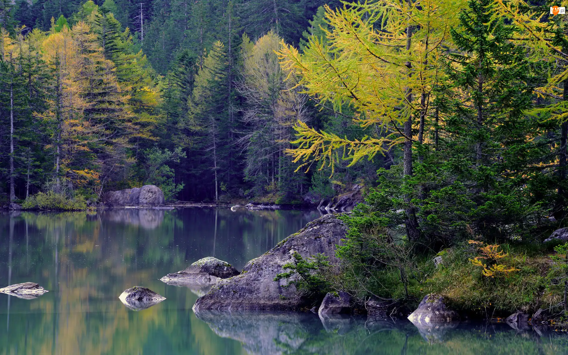 Drzewa iglaste, Jezioro, Kamienie, Las