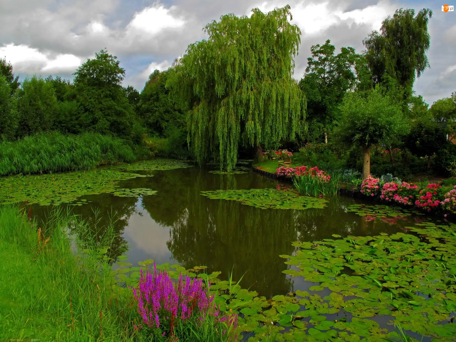 Roślinność, Park, Staw