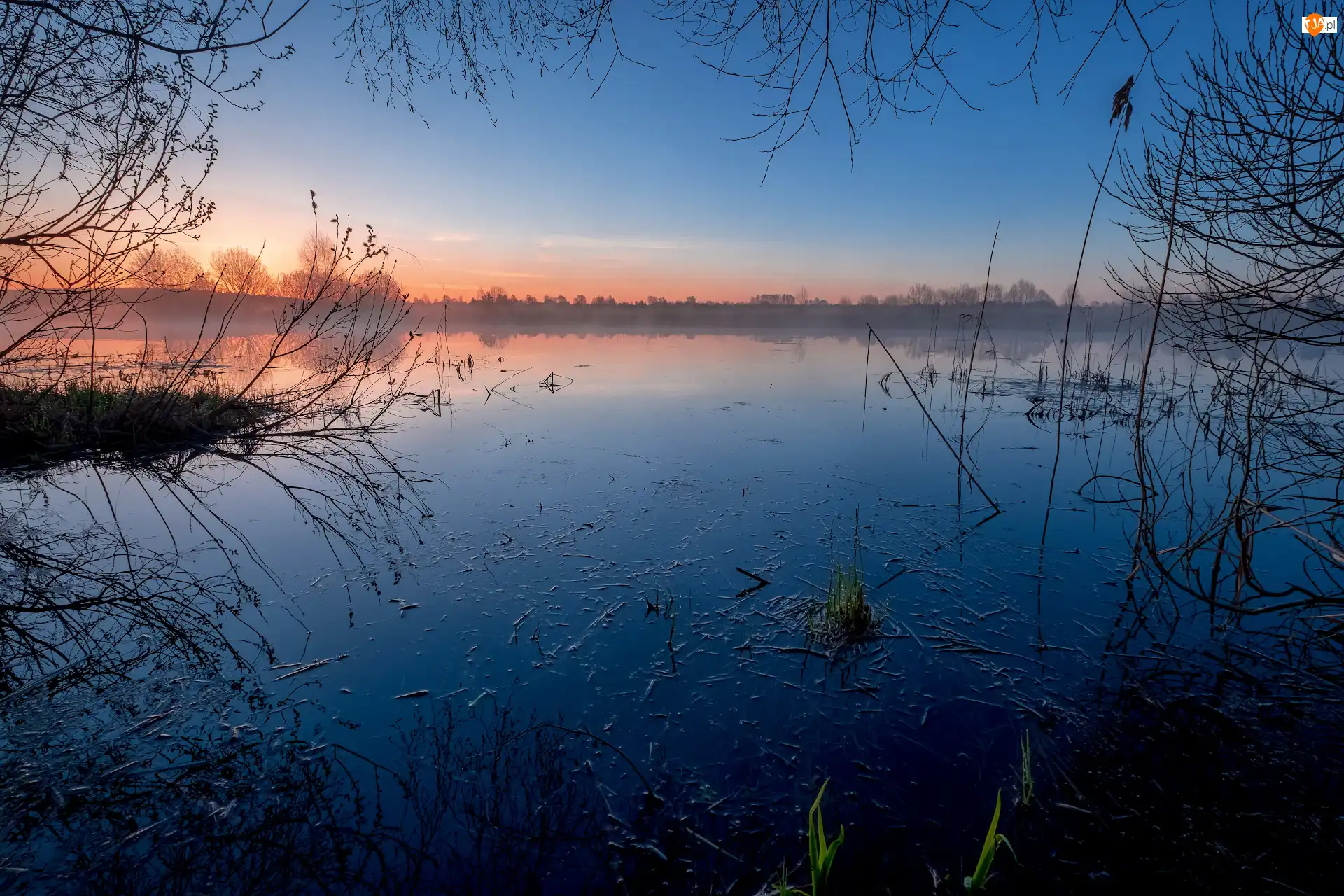 Wschód słońca, Drzewa, Mgła, Staw, Zarośla