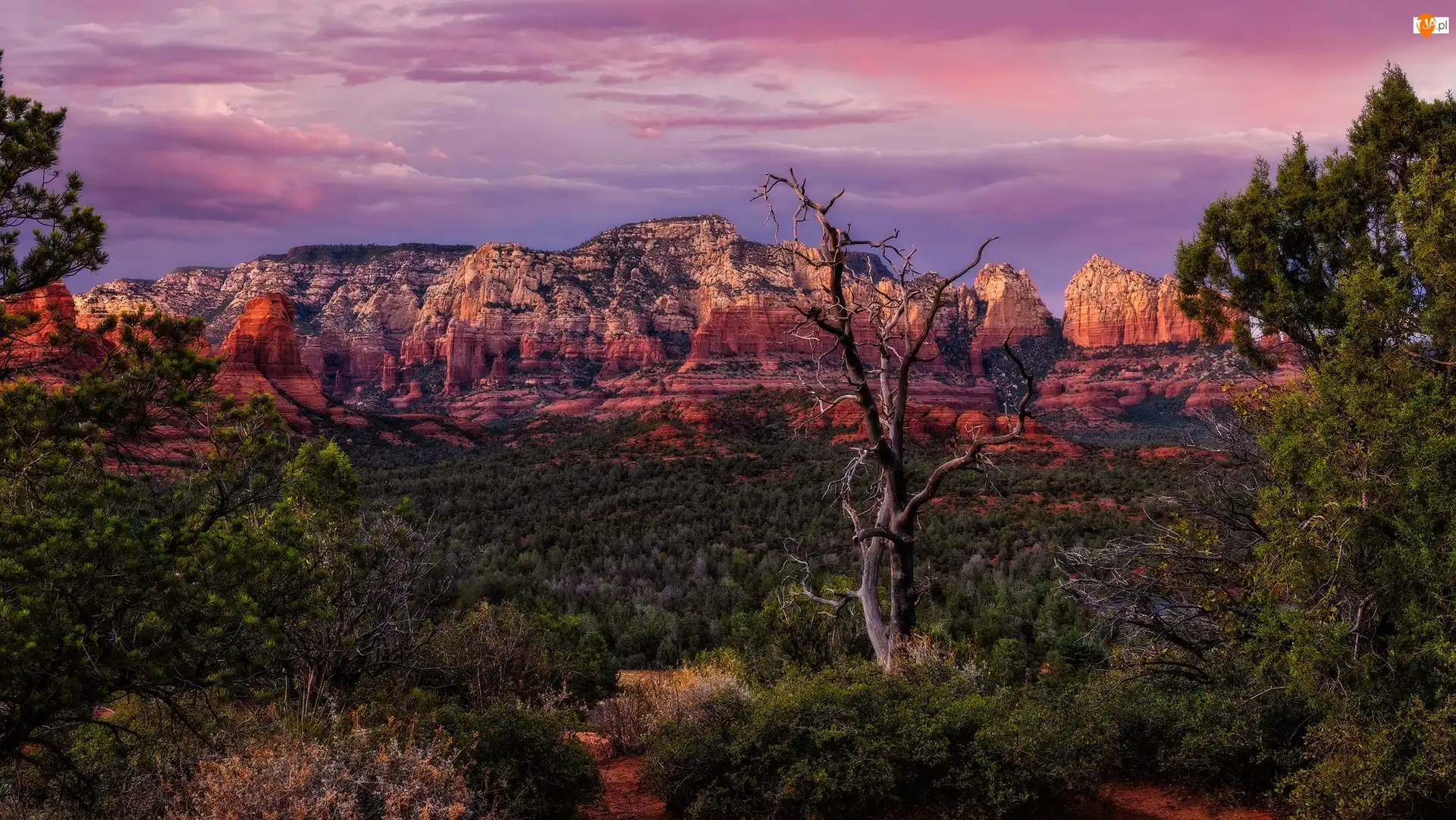 Arizona, Sedona, Drzewa, Stany Zjednoczone, Skały, Wilson Mountains, Góry