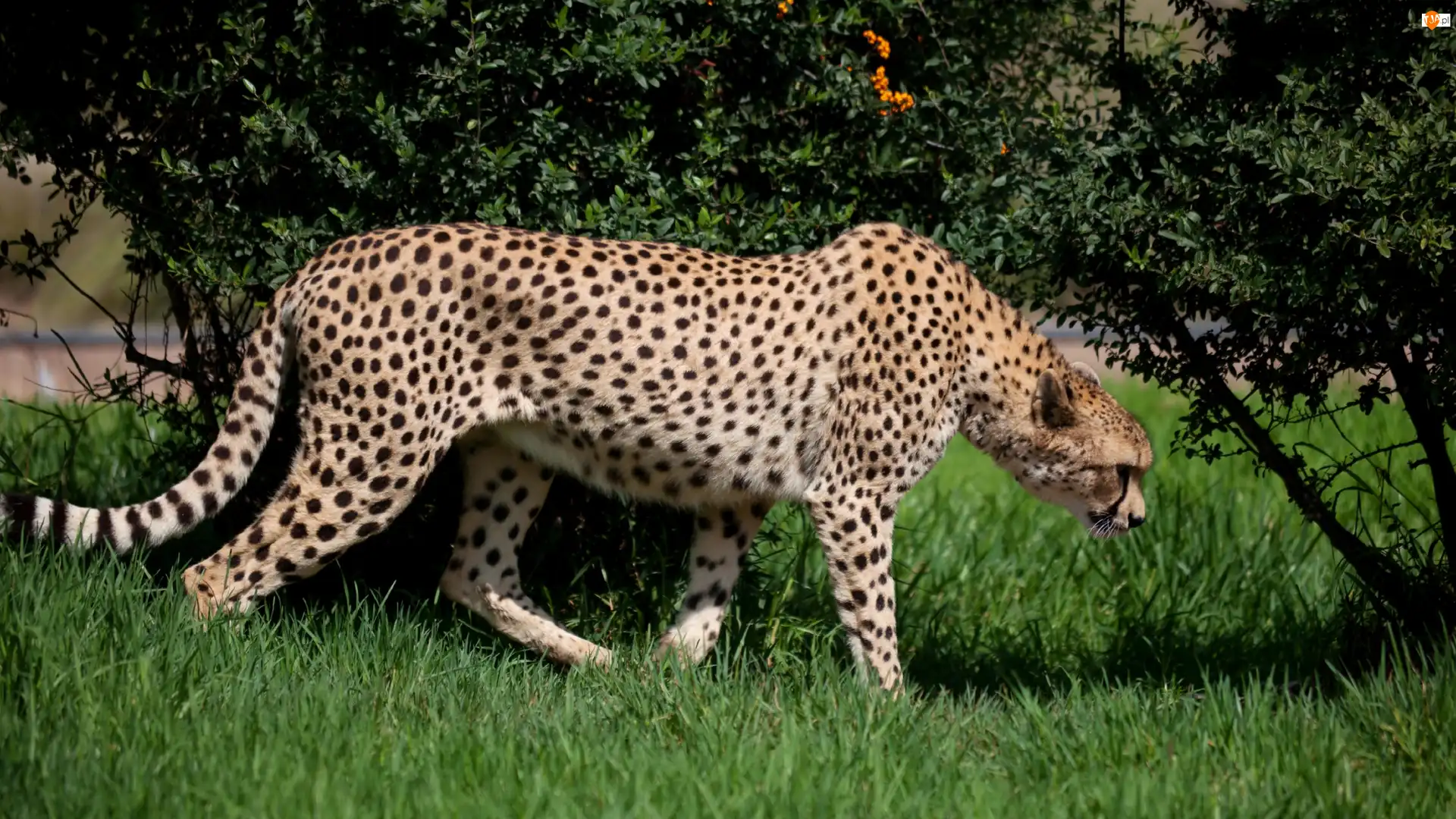 Polowanie, Gepard, Drzewa, Łąka