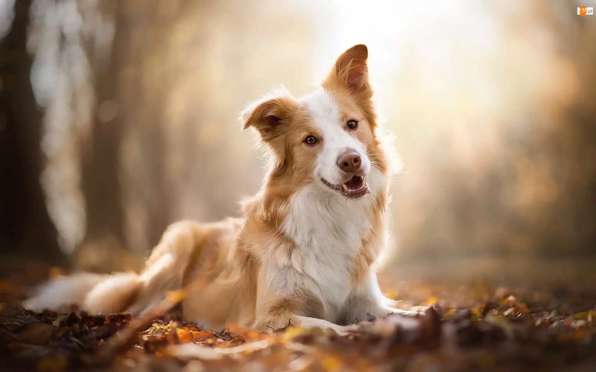 Biszkoptowo-biały, Pies, Border collie