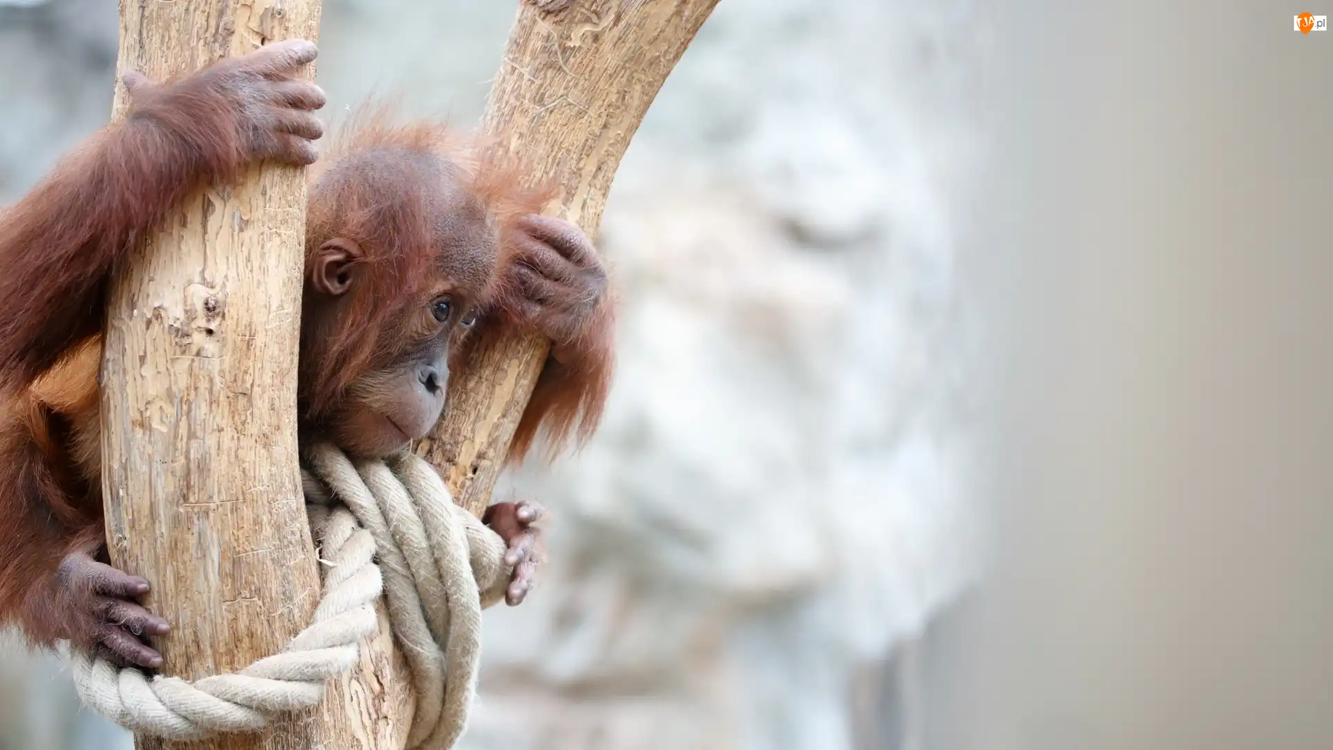 Orangutan, Młody
