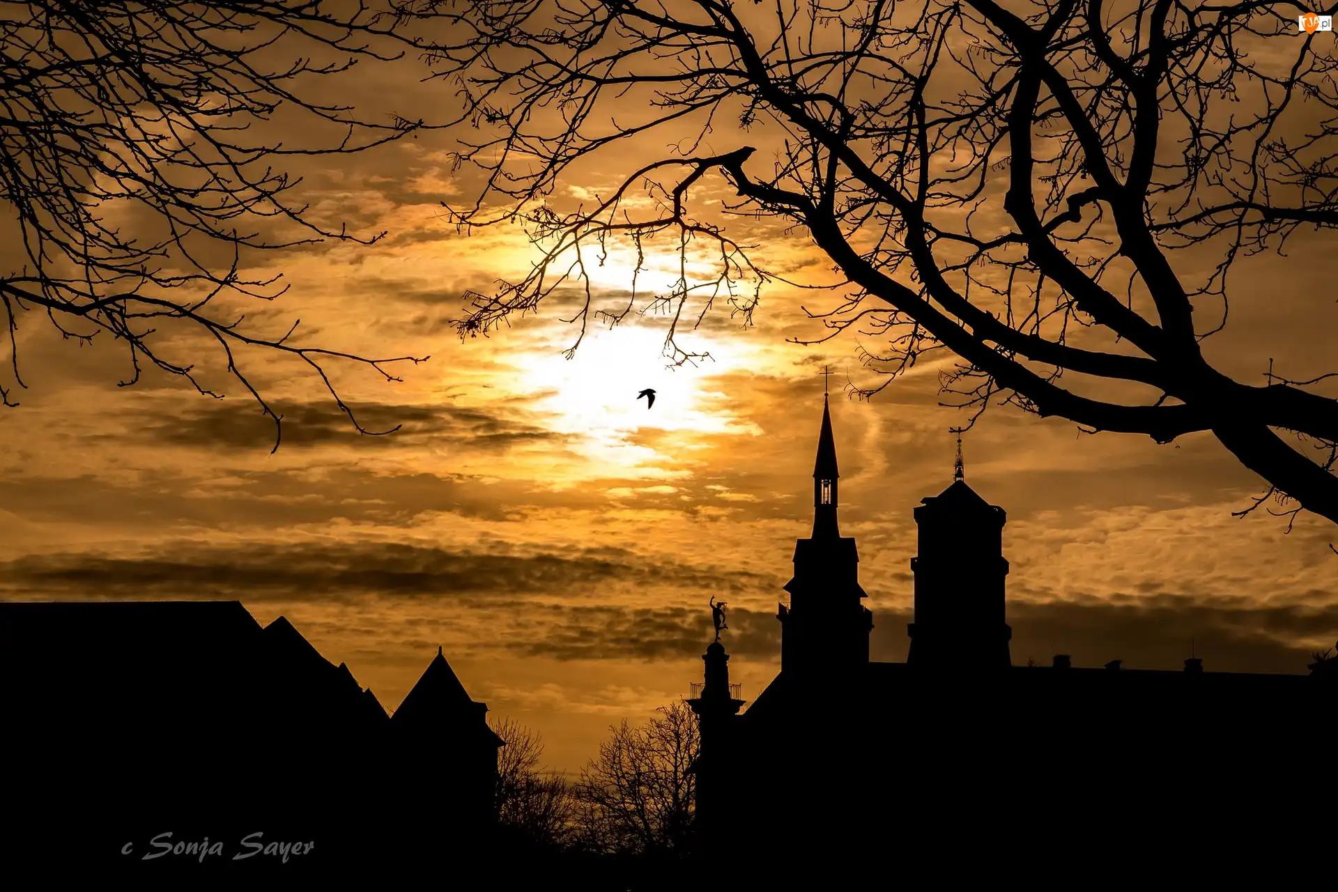 Niemcy, Gałęzie, Stuttgart, Kościół, Kolegiata Stiftskirche, Ptak, Drzewo, Zachód słońca, Wieże