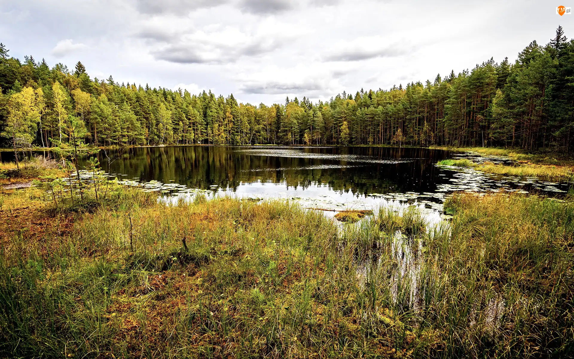 Trawa, Drzewa, Finlandia, Staw, Park Narodowy Sipoonkorpi, Chmury, Las