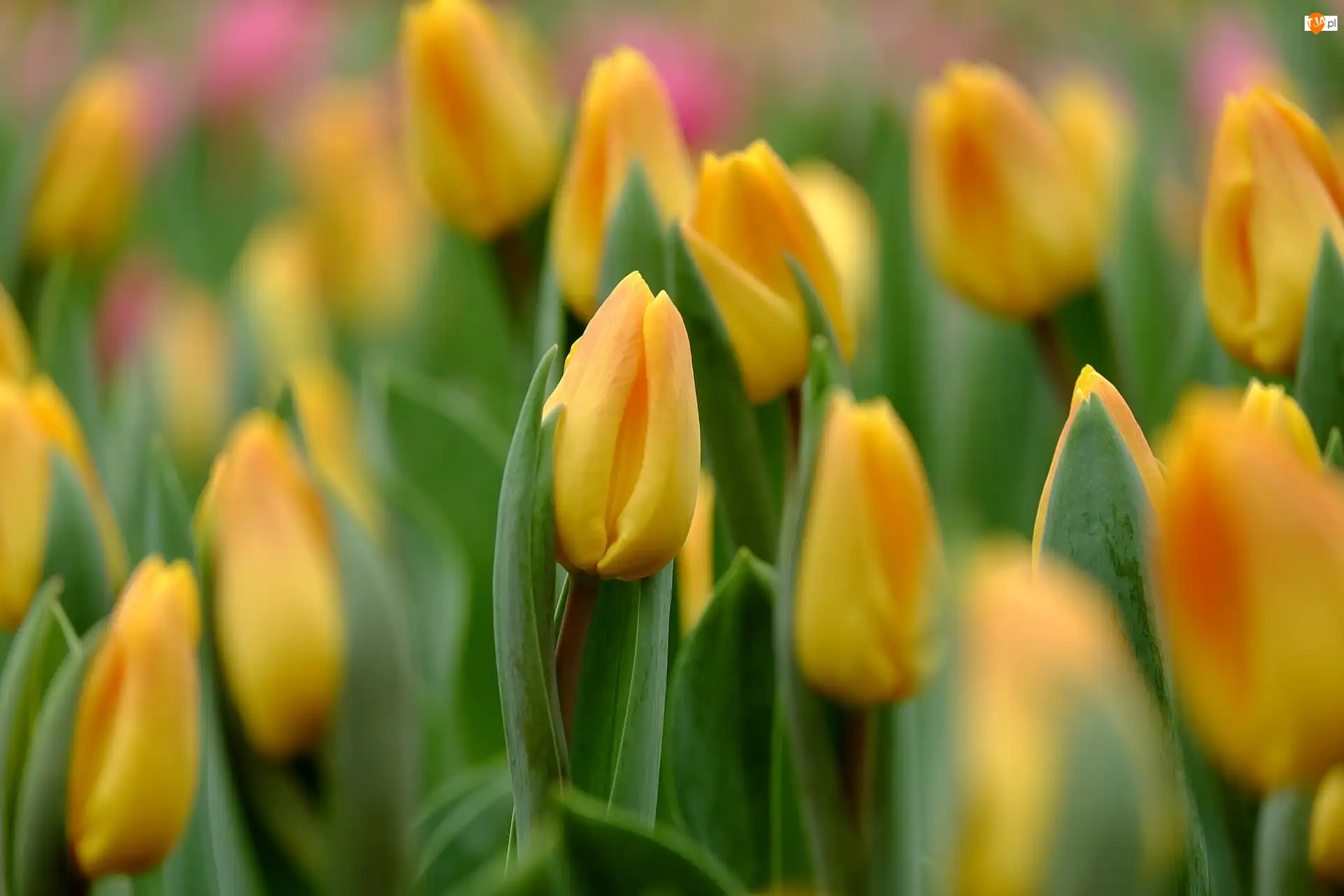 Kwiaty, Żółte, Tulipany