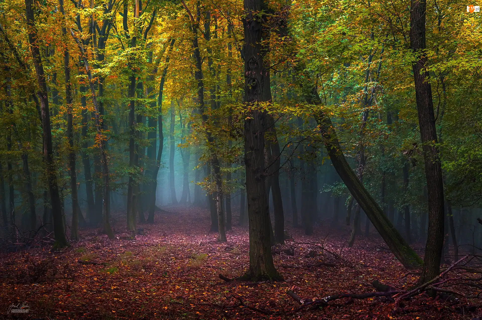 Drzewa, Mgła, Las, Jesień, Liście