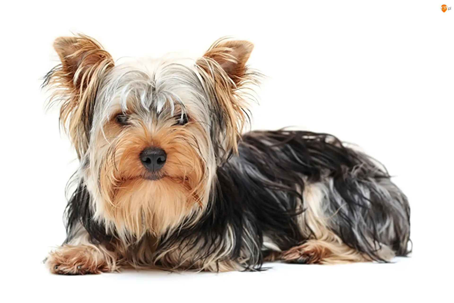 Sierść, Yorkshire Terrier, Długa