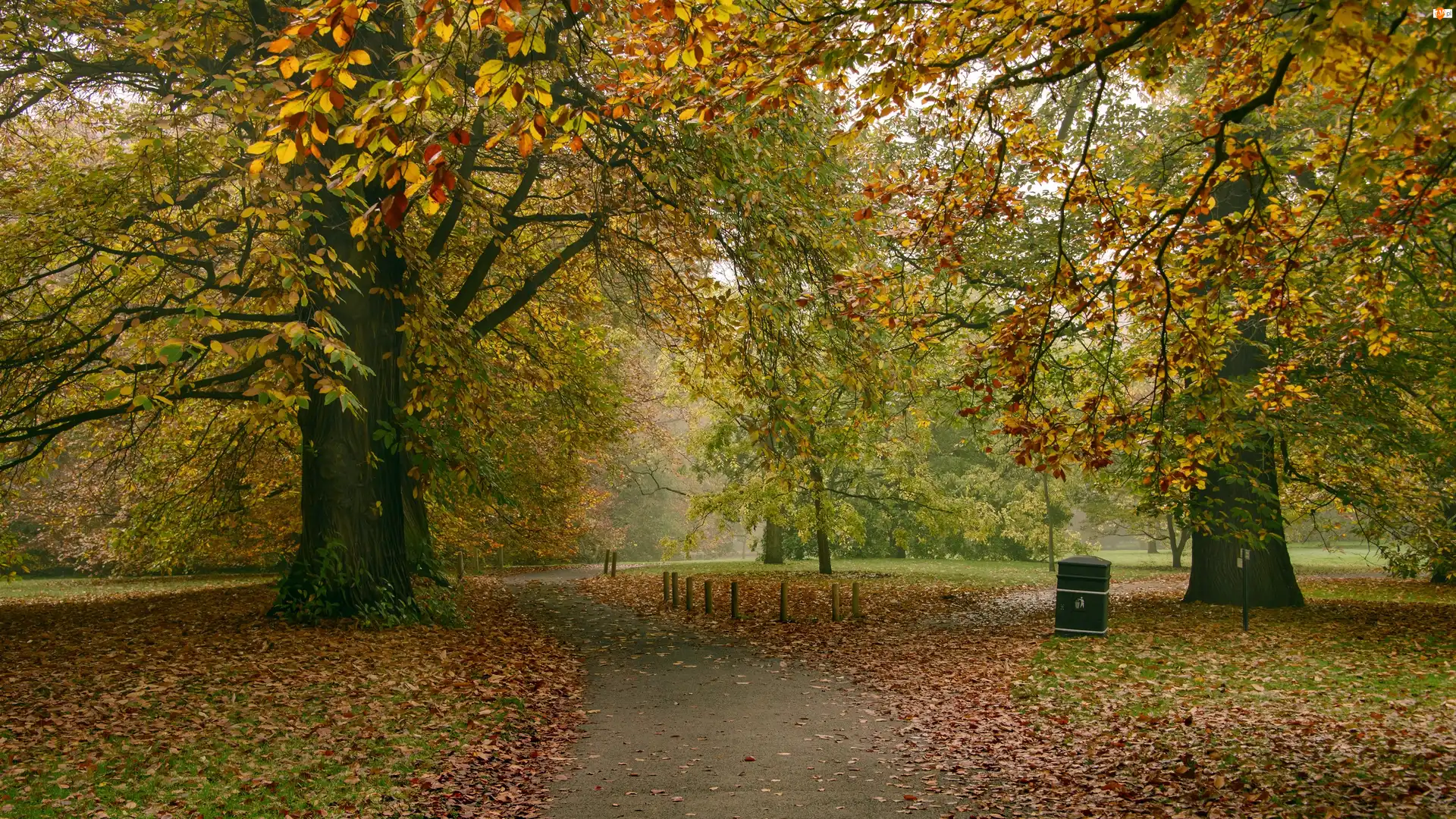 Drzewa, Park, Liście, Jesień, Opadłe, Alejki