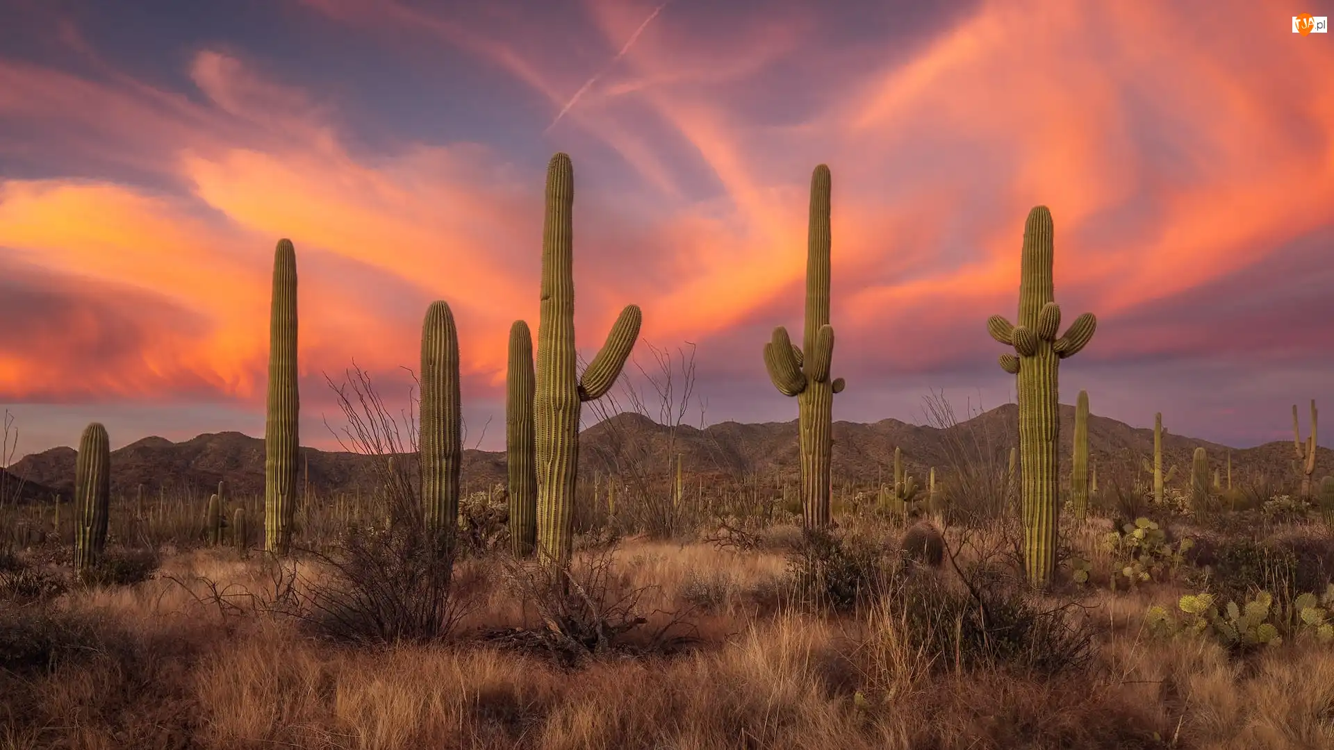 Trawa, Zachód słońca, Kaktusy, Arizona, Góry, Karnegie olbrzymie, Stany Zjednoczone, Park Narodowy Saguaro