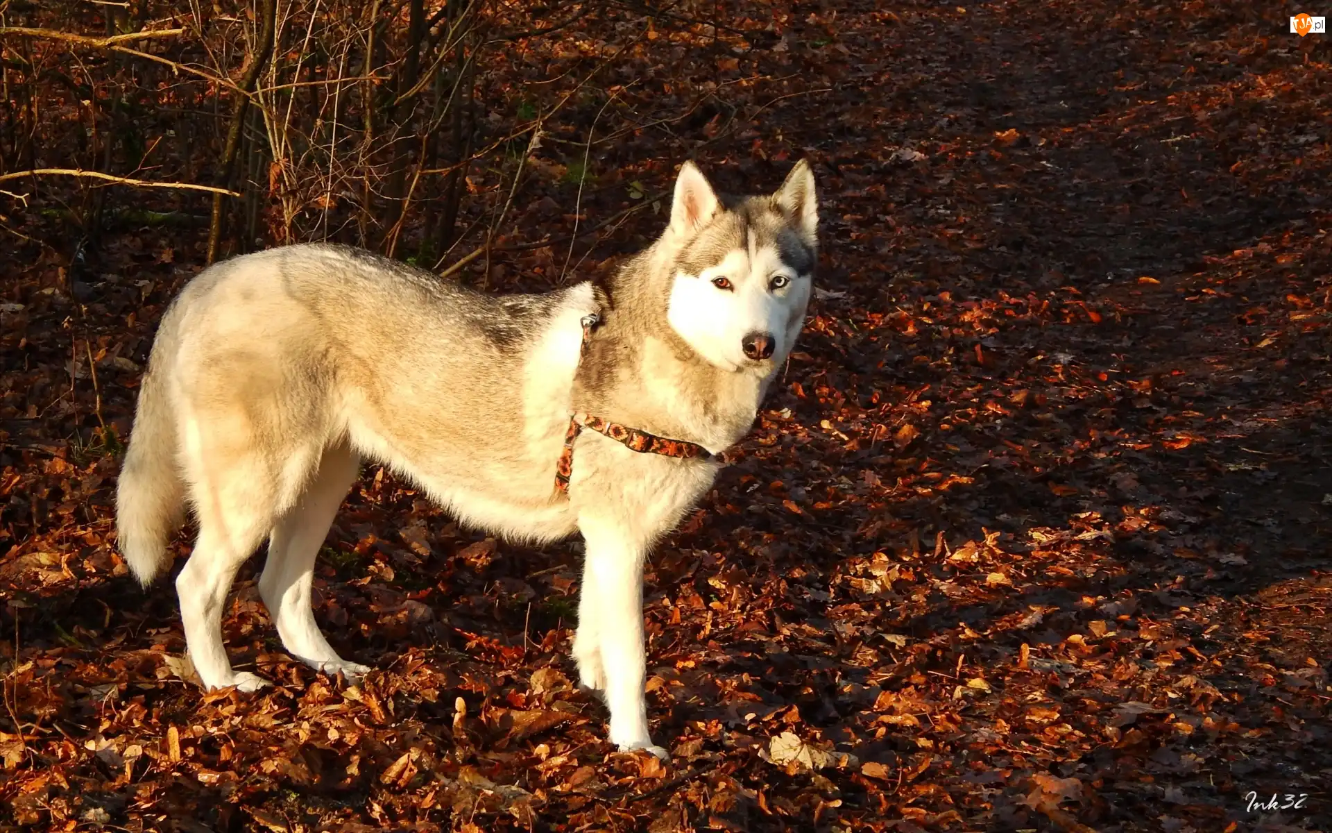 Liście, Siberian, Husky, Suche