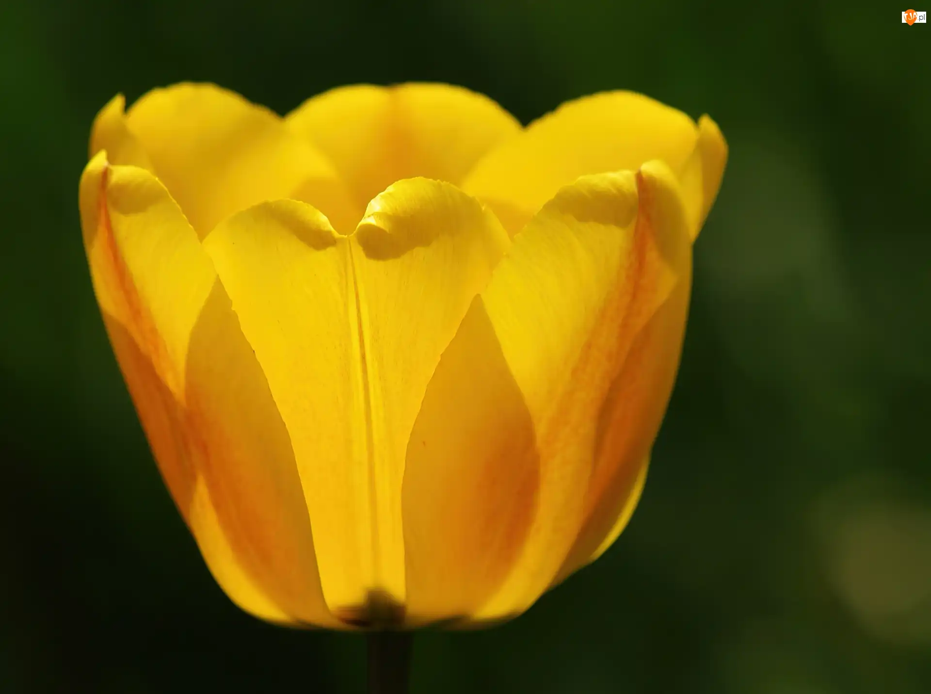 Tulipan, Żółty