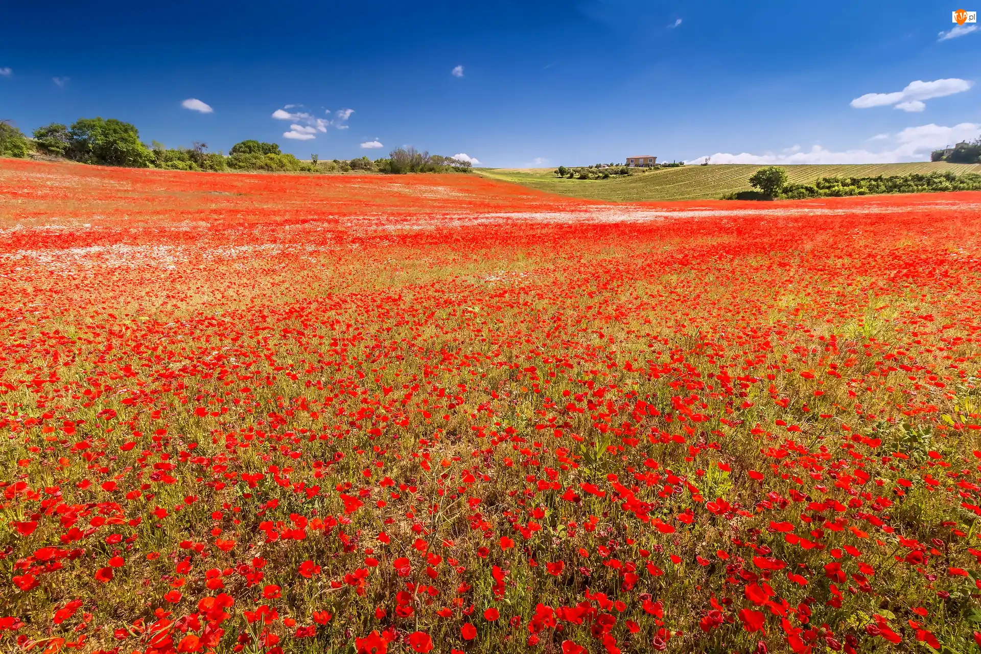 Pole, Maki, Valensole, Francja, Makowe
