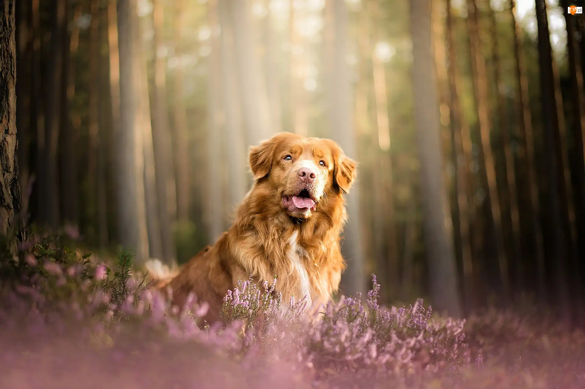 Las, Pies, Retriever z Nowej Szkocji, Wrzosy