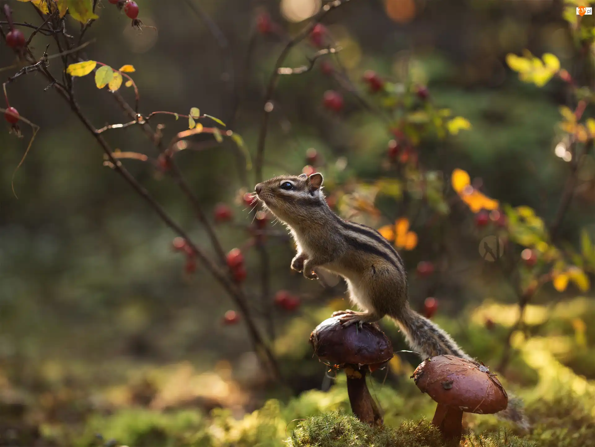 Gałązki, Pręgowiec, Chipmunk, Grzyby